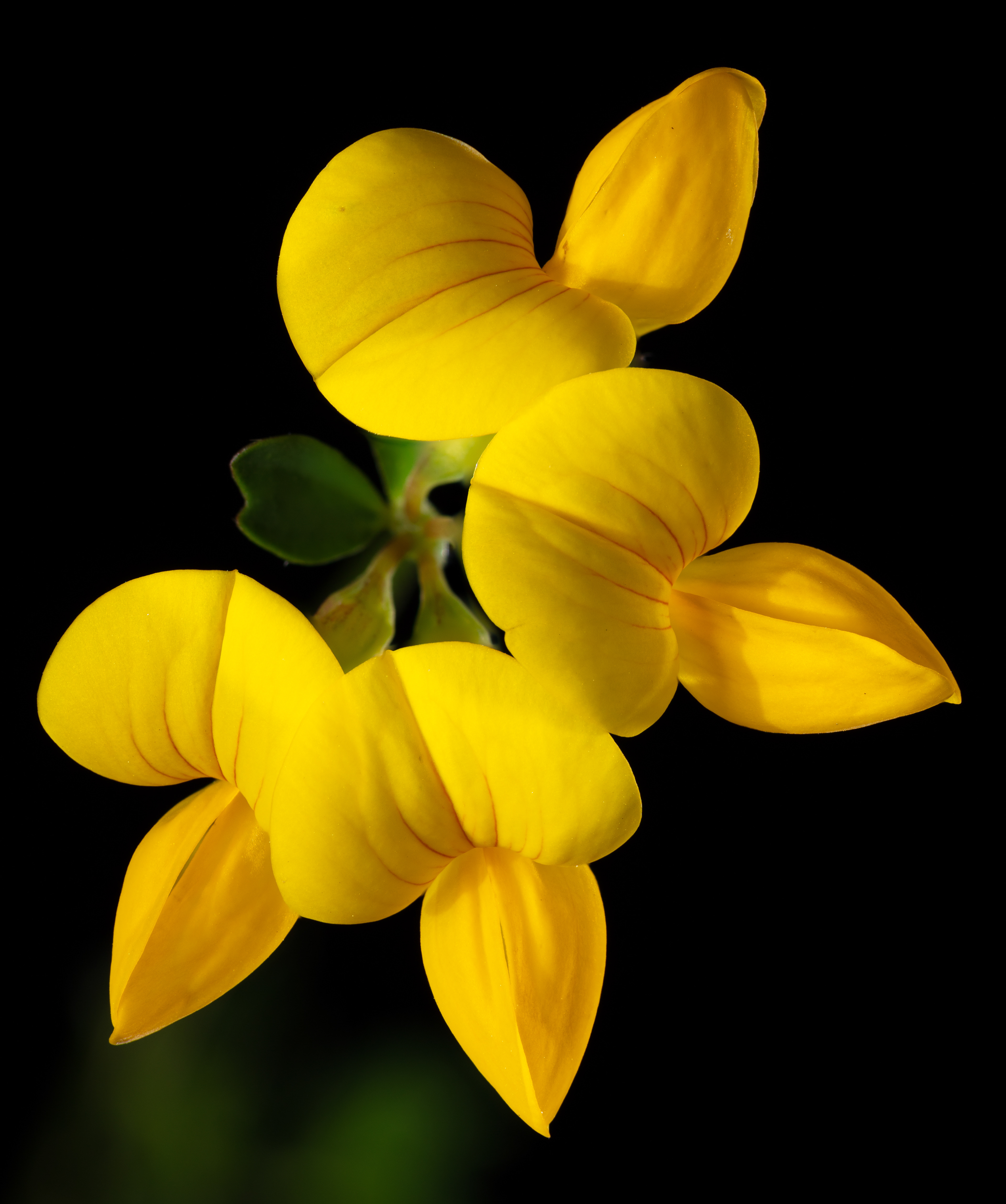 Flora 142810