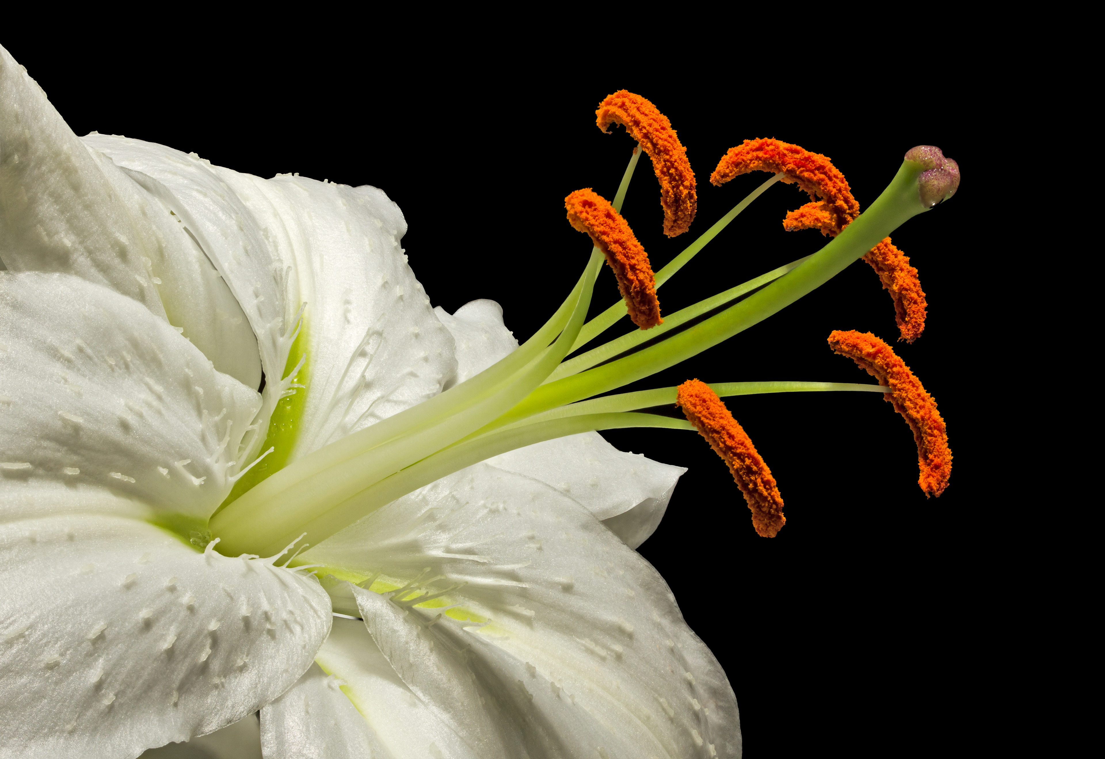 Flora 142023