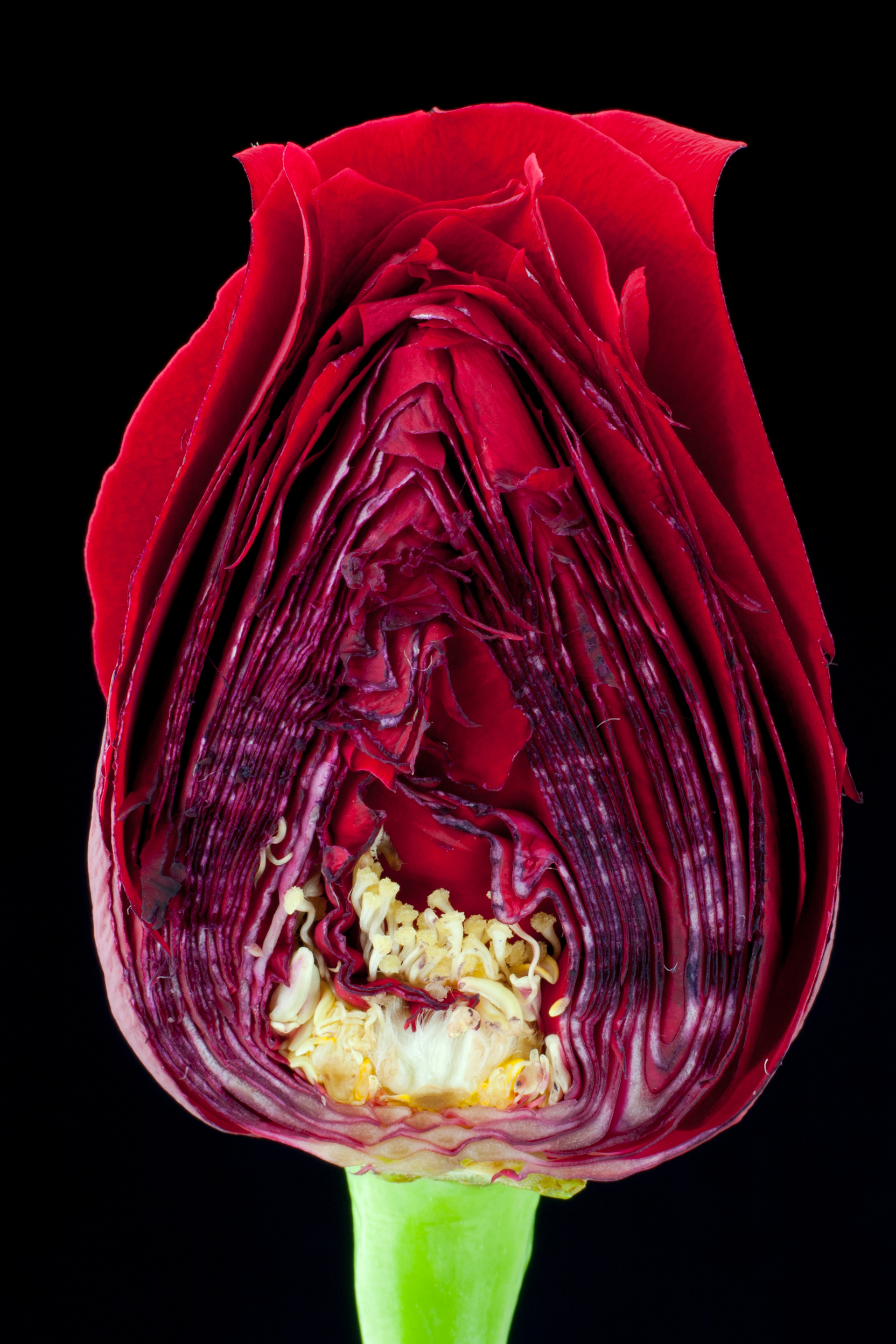 Flora 5125