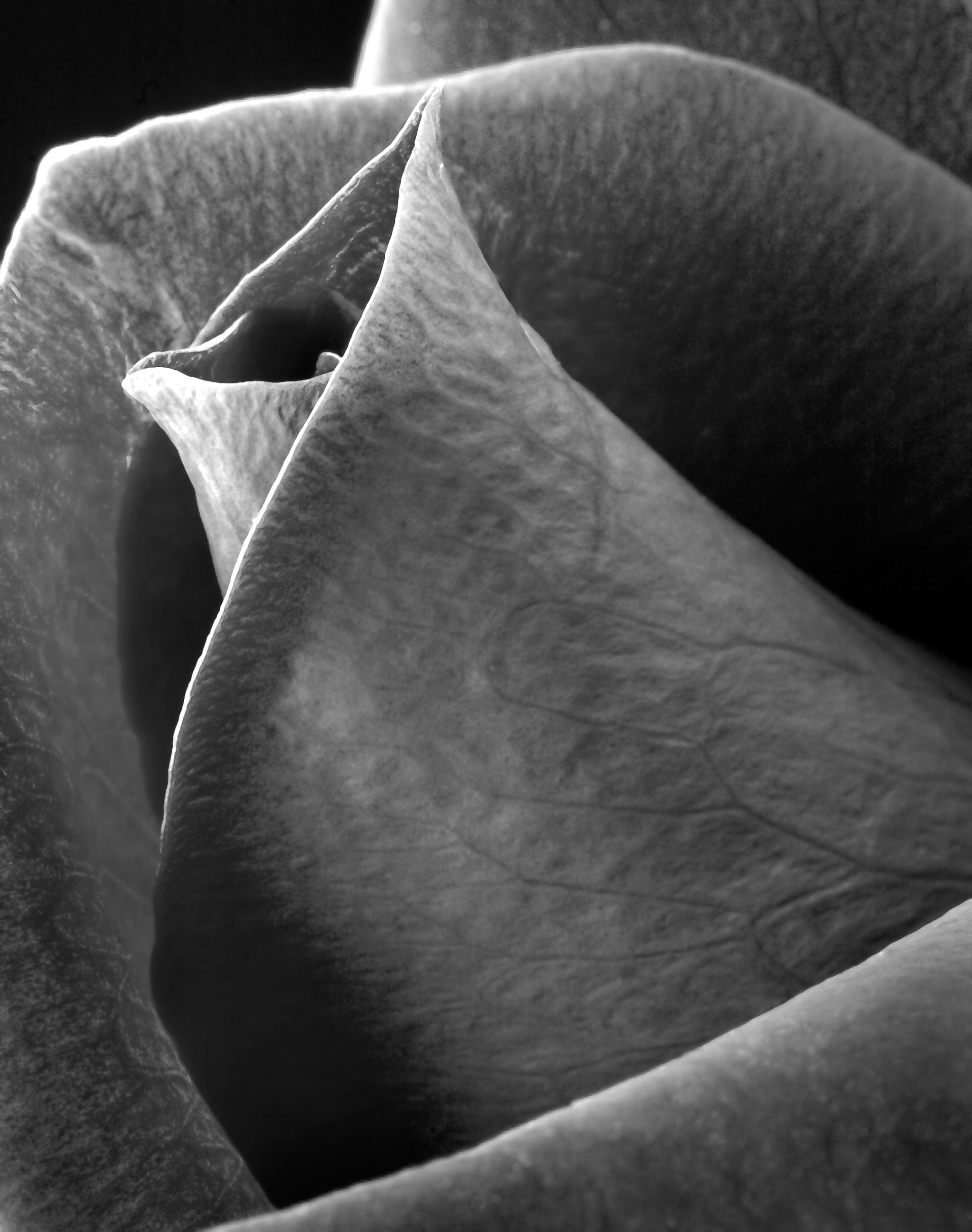 Flora 5097