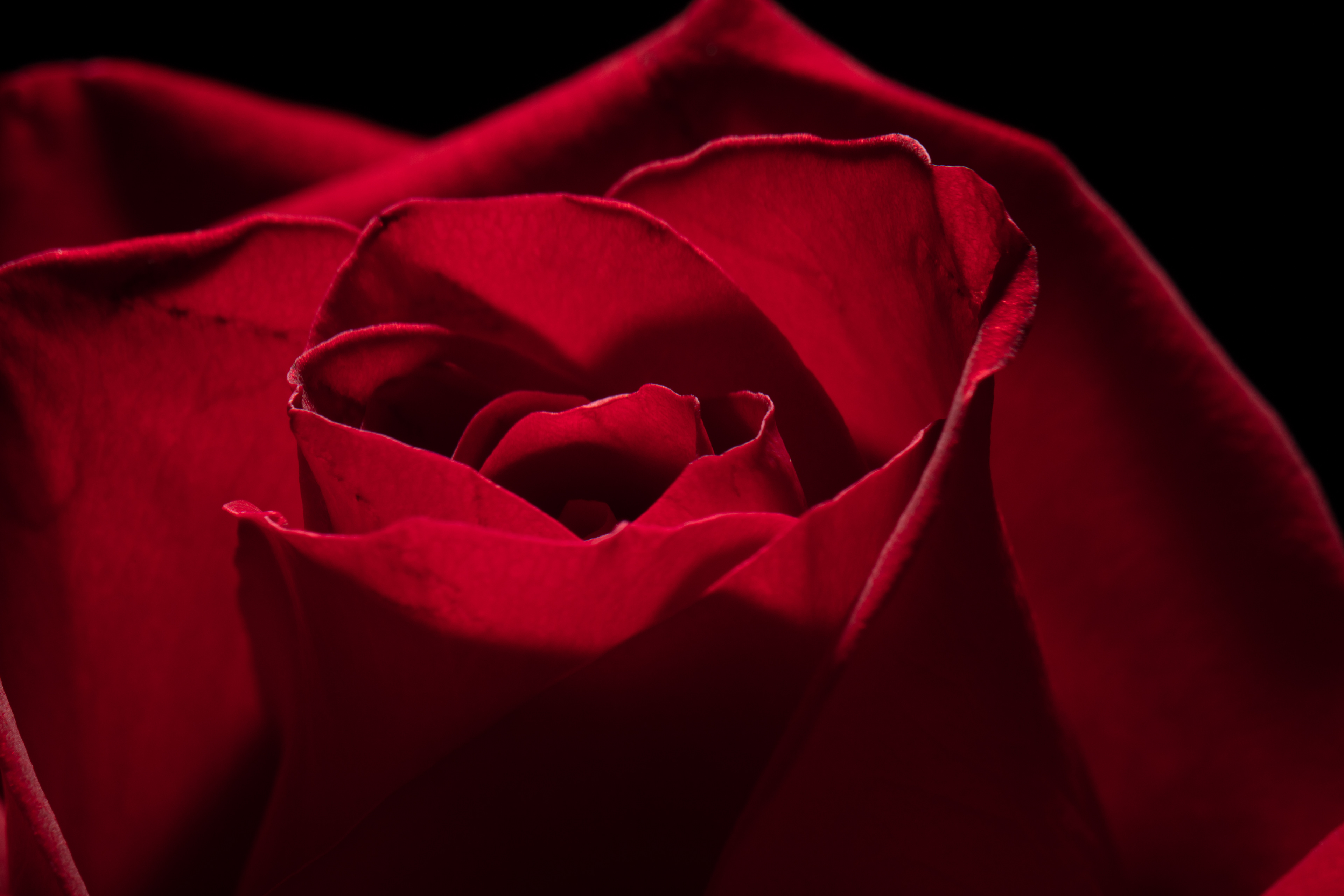 Flora 0085