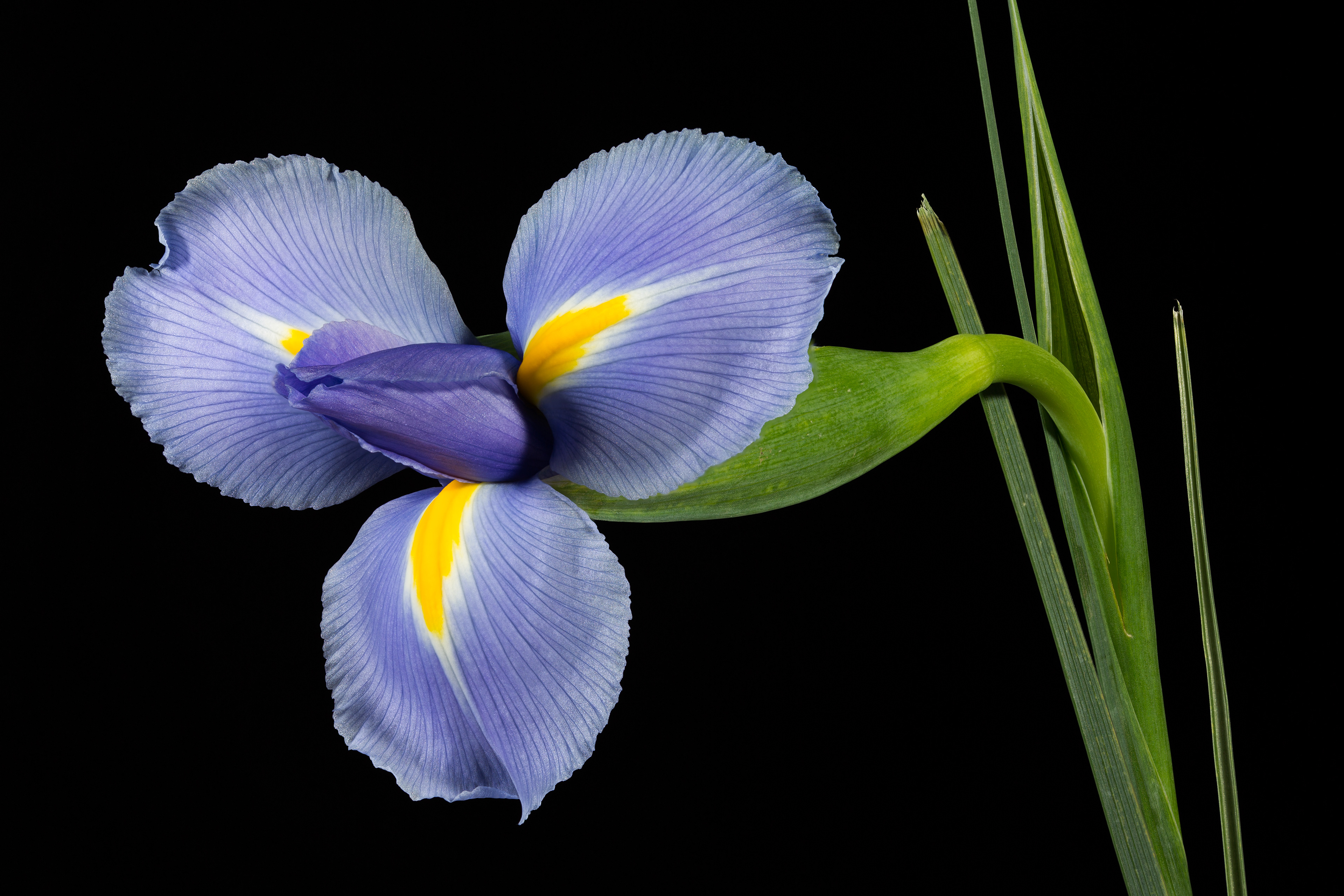 Flora 071407