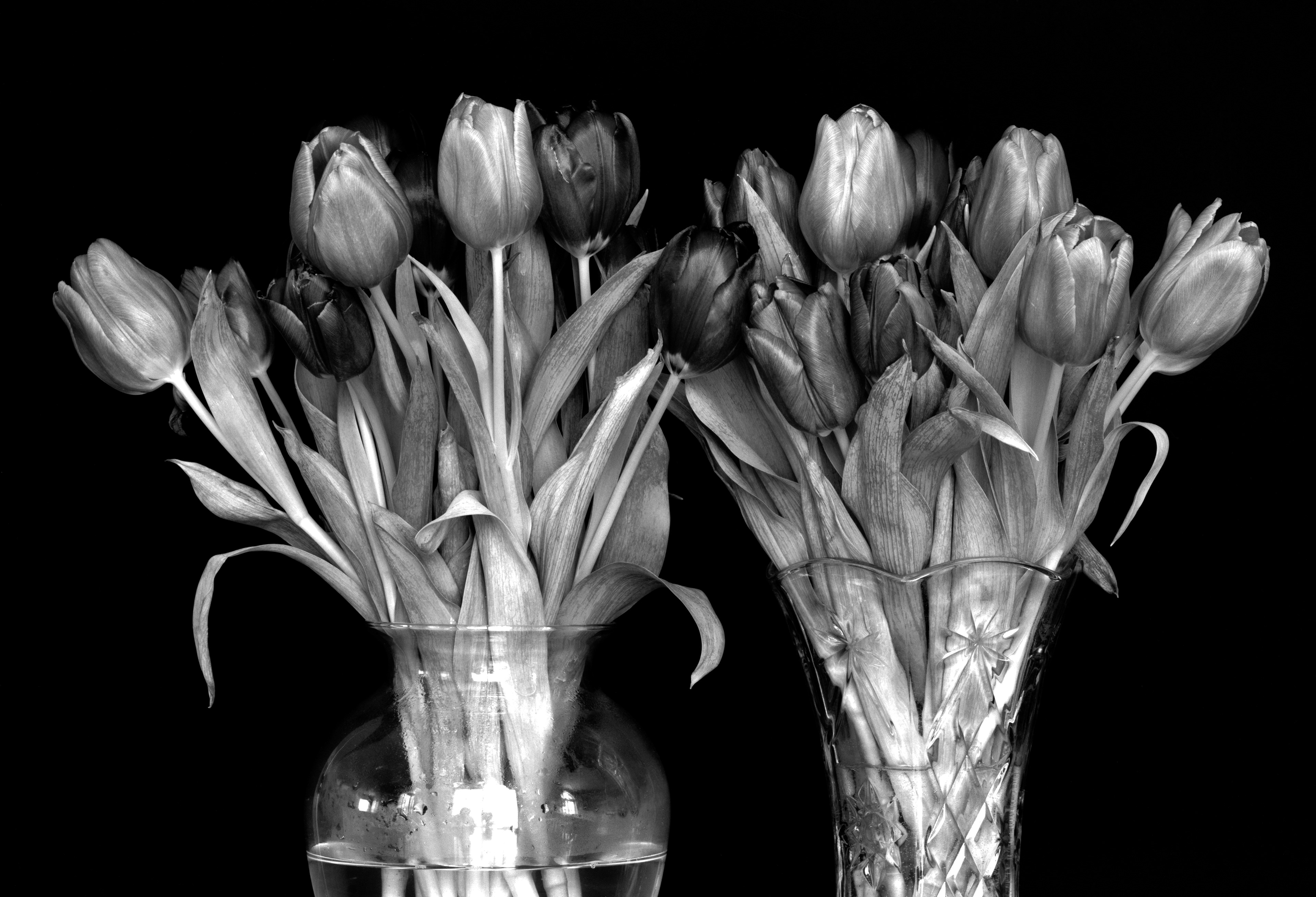 Flora 2002020867a