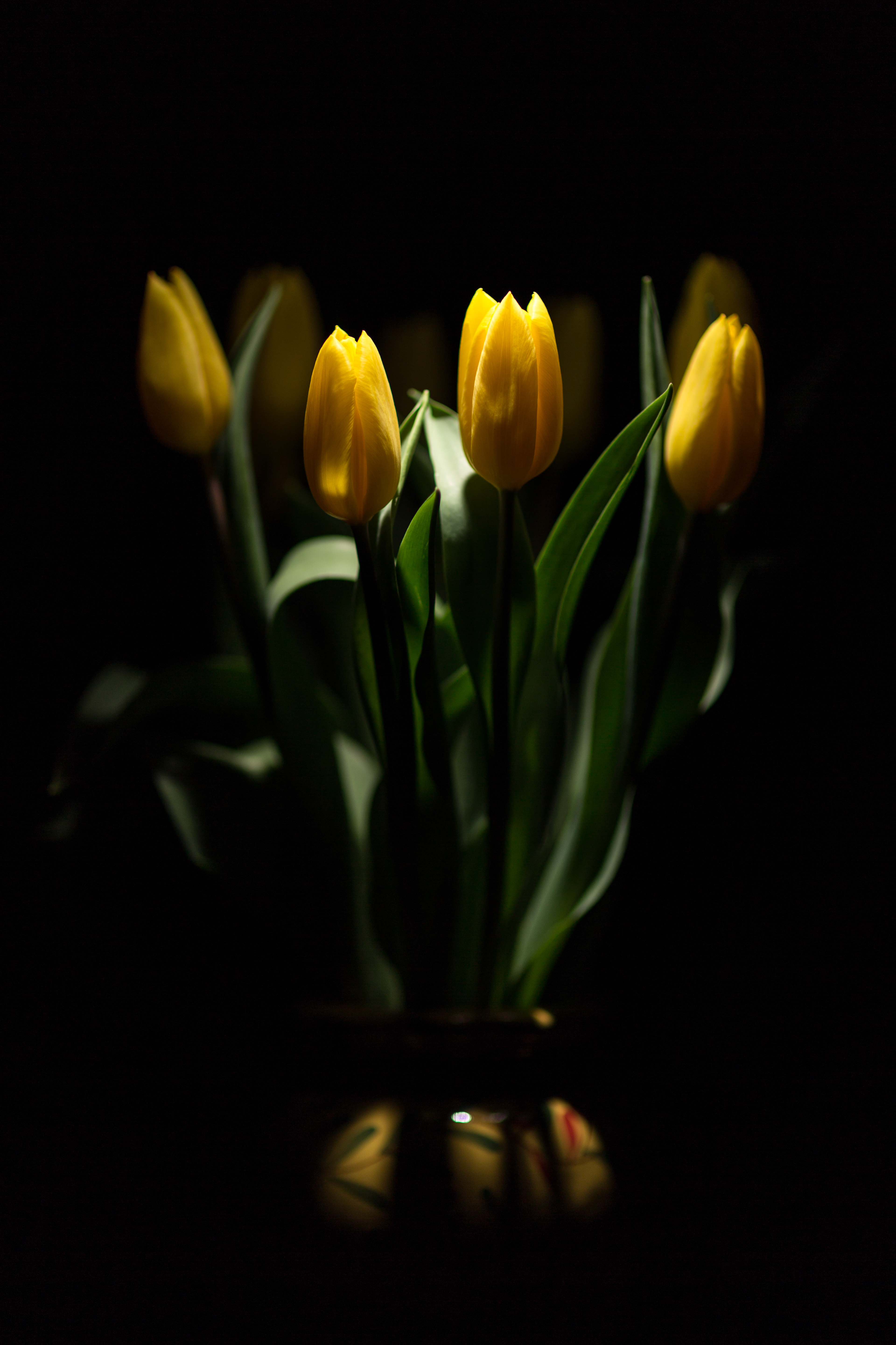Flora 8699