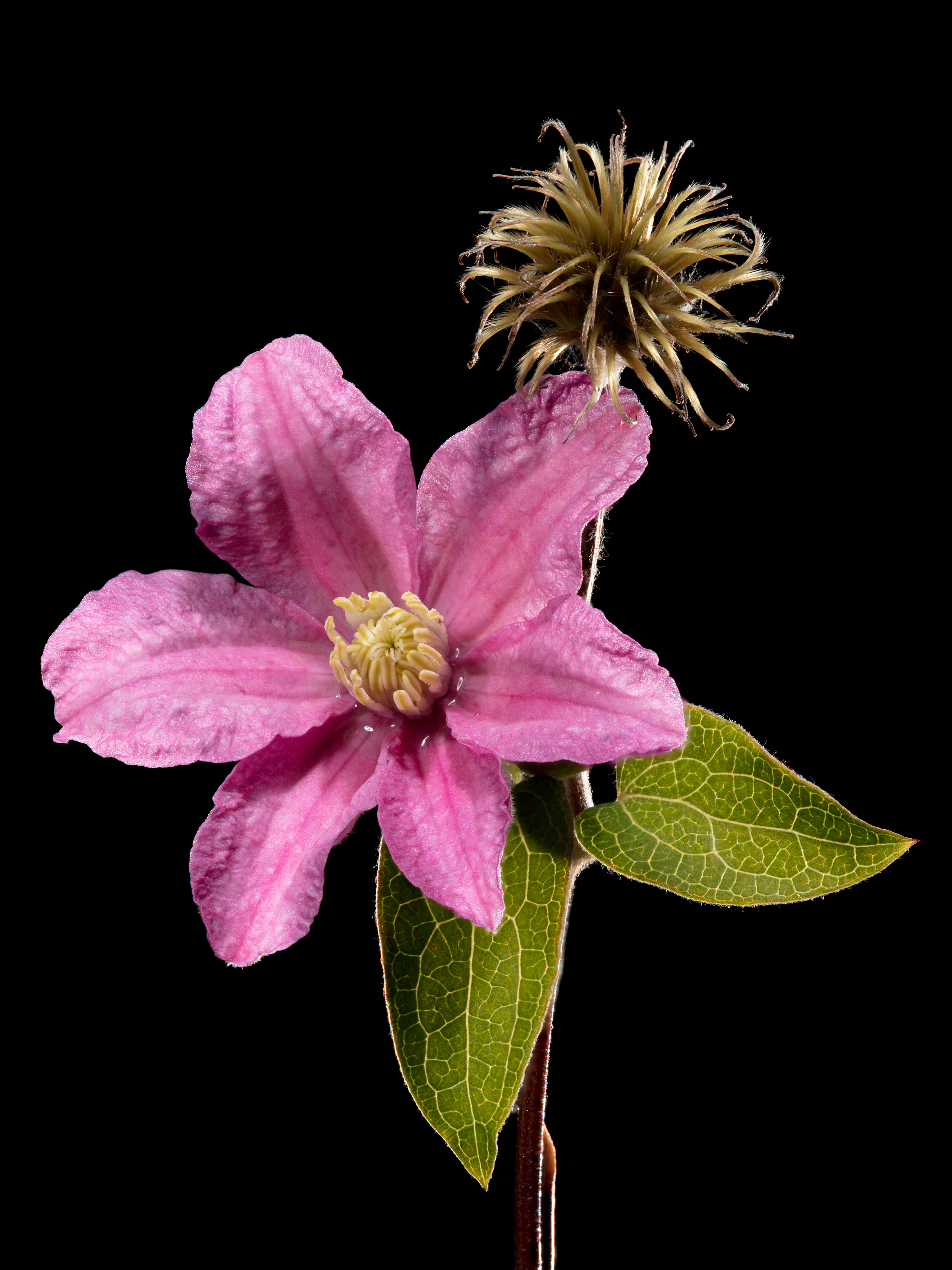 Flora 131712