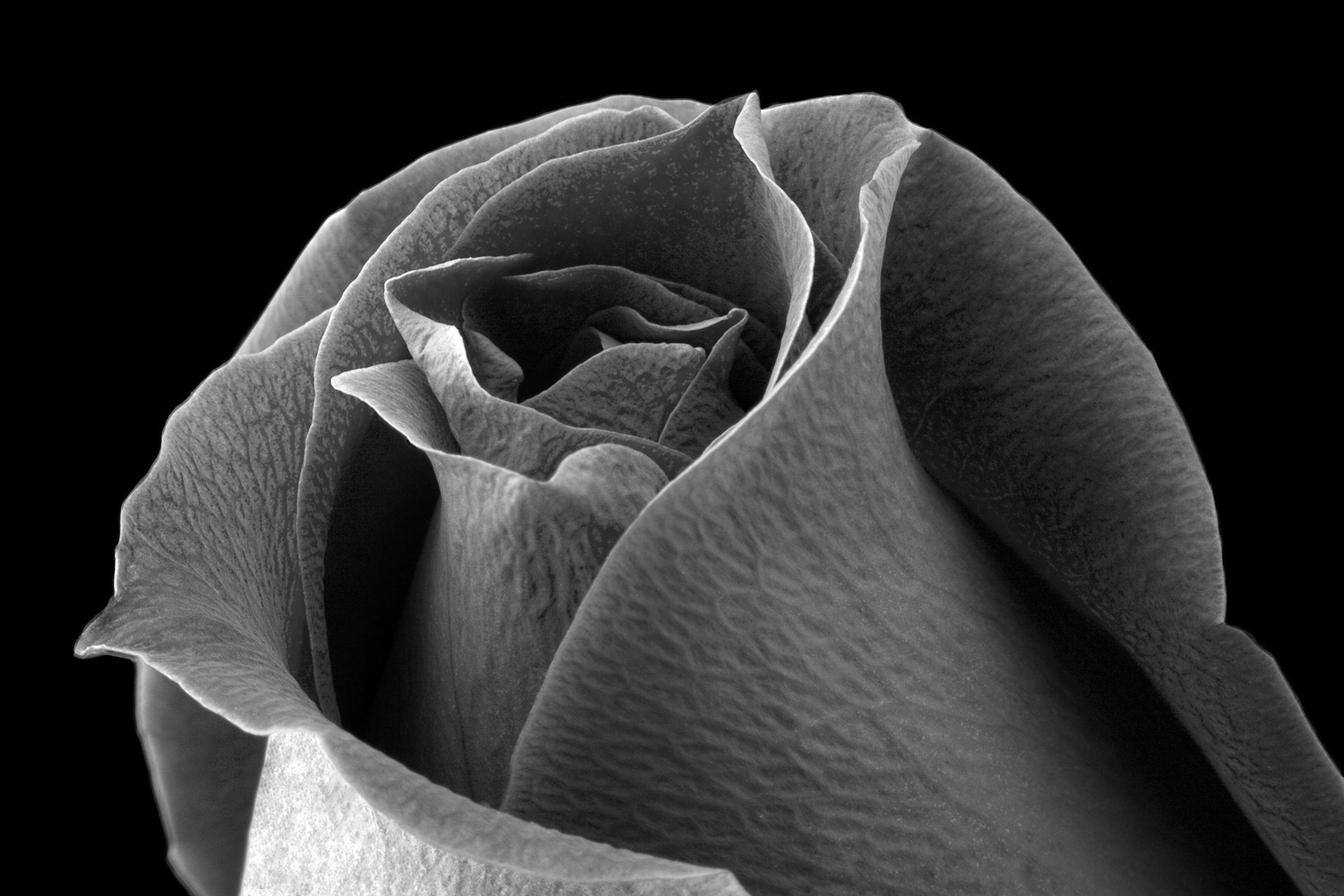 Flora 5106
