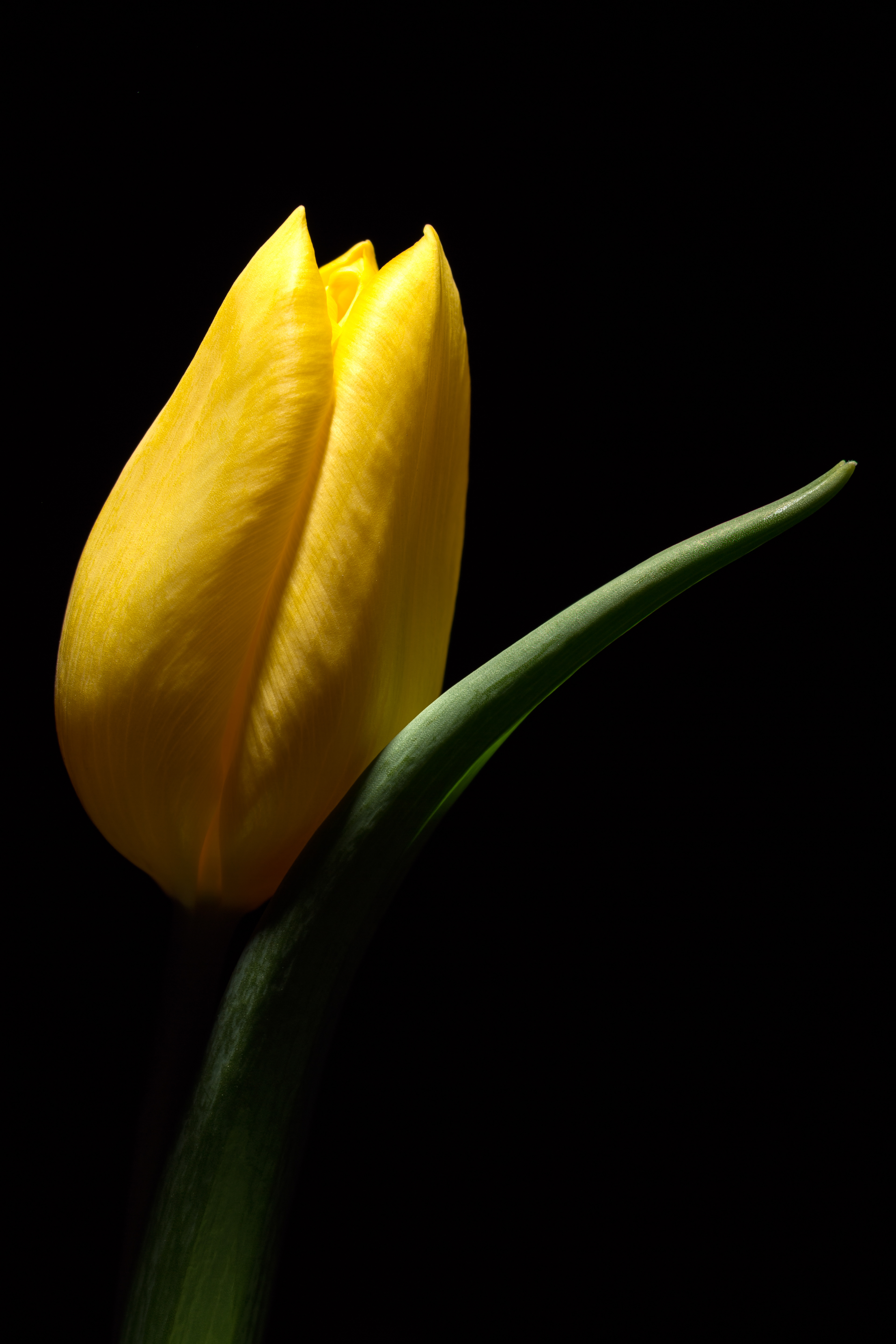 Flora 131544