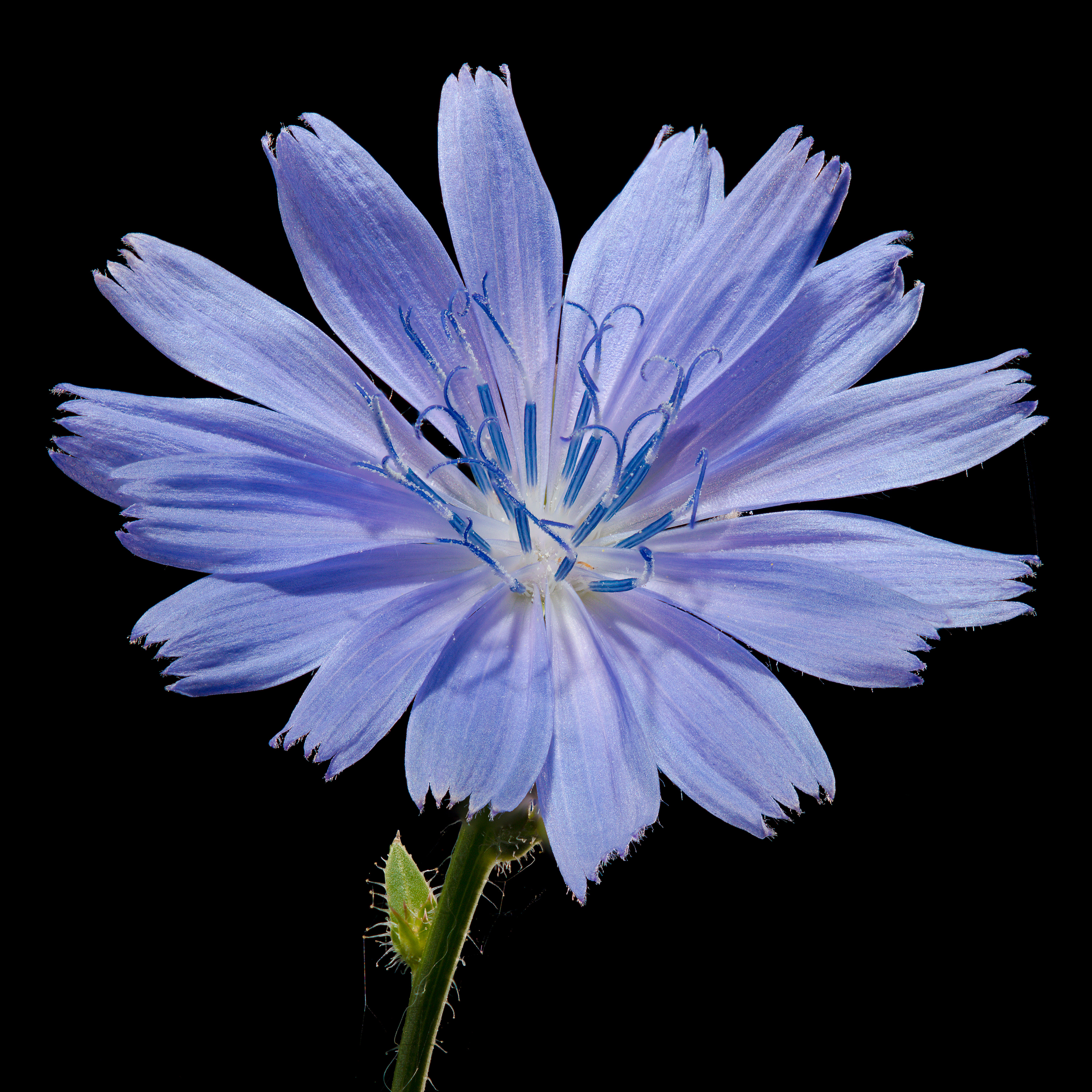 Flora 134739