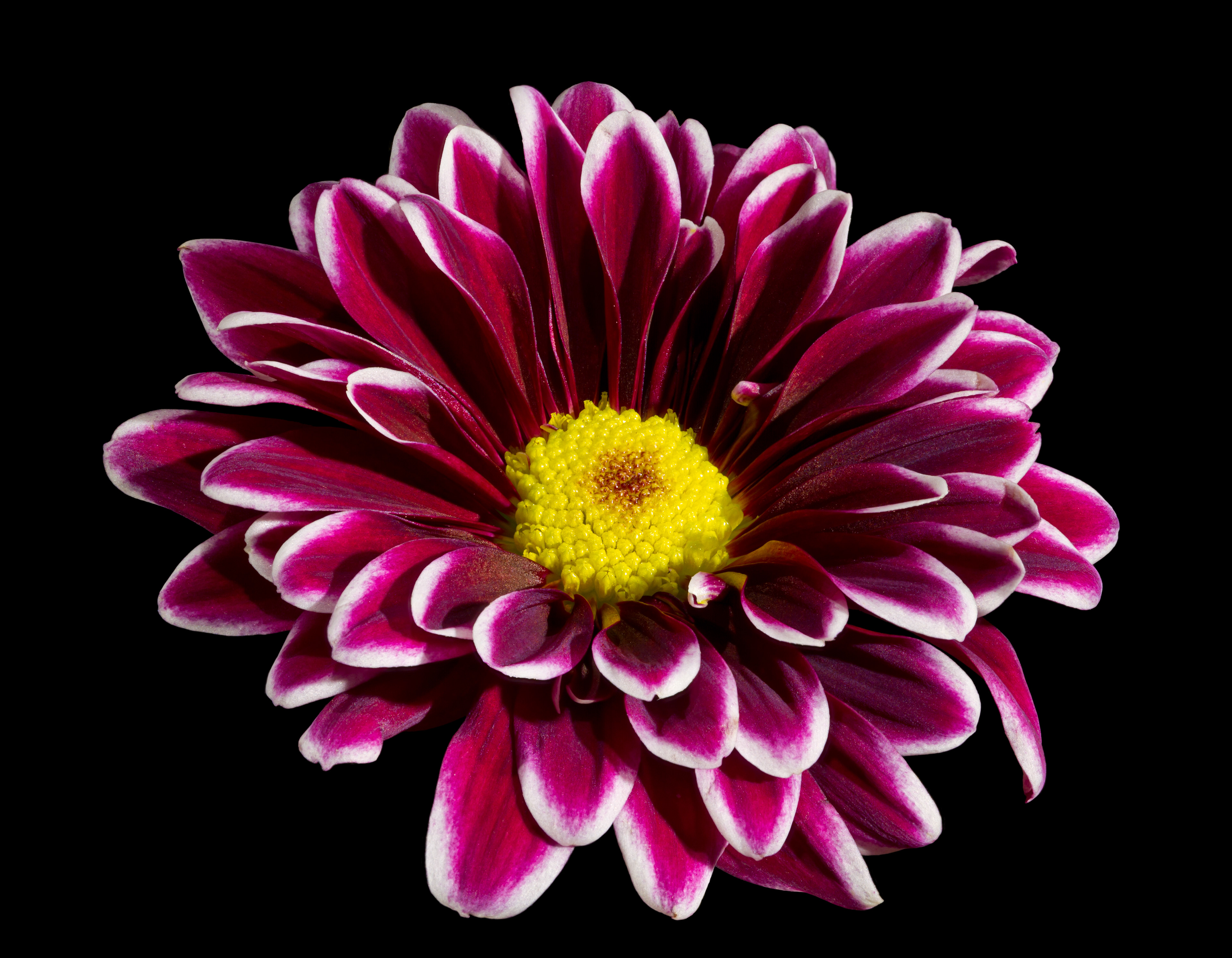 Flora 090635