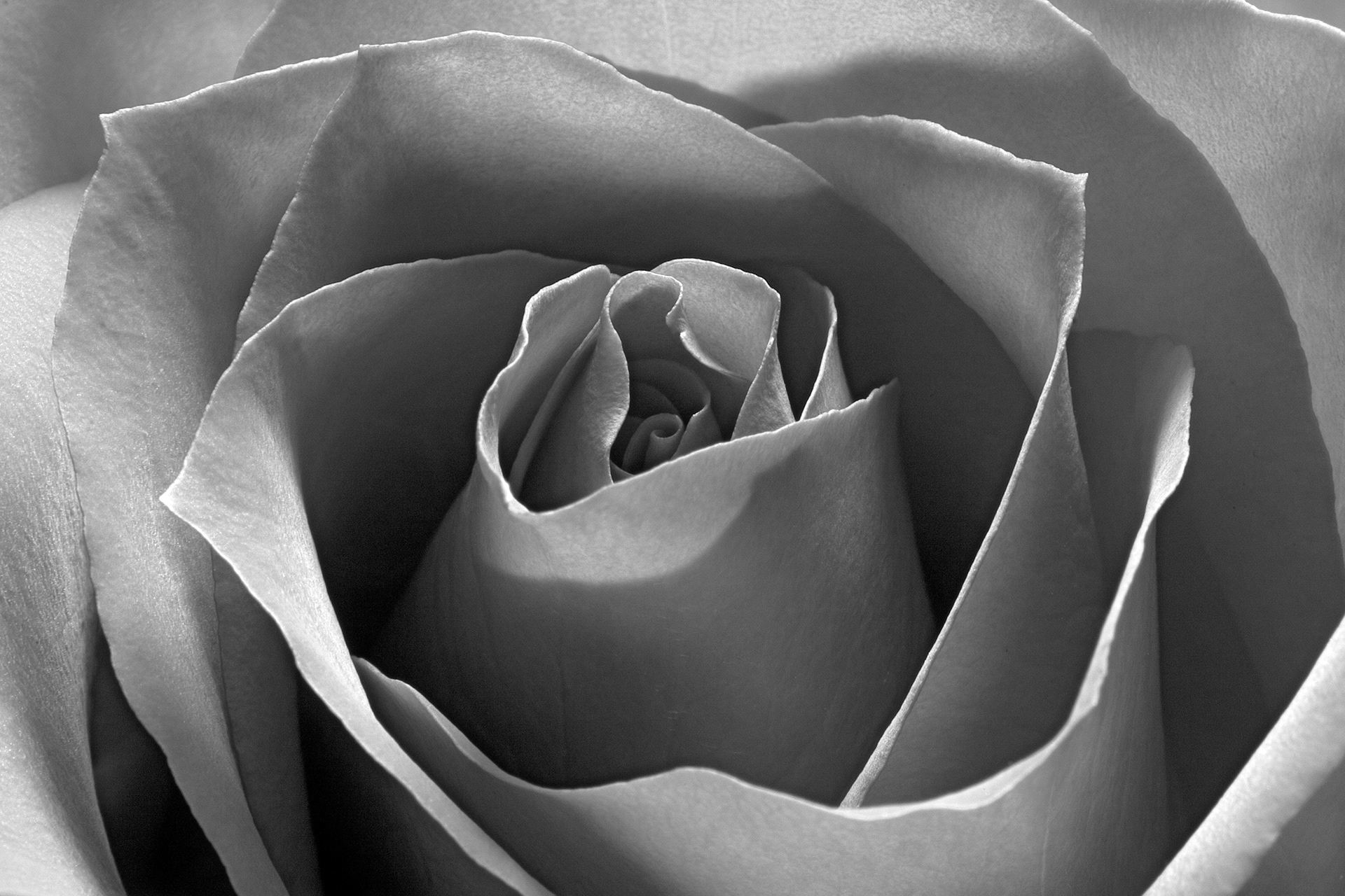 Flora 7119