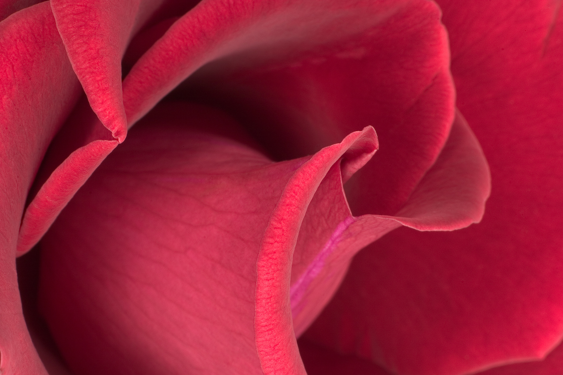 Flora 3576