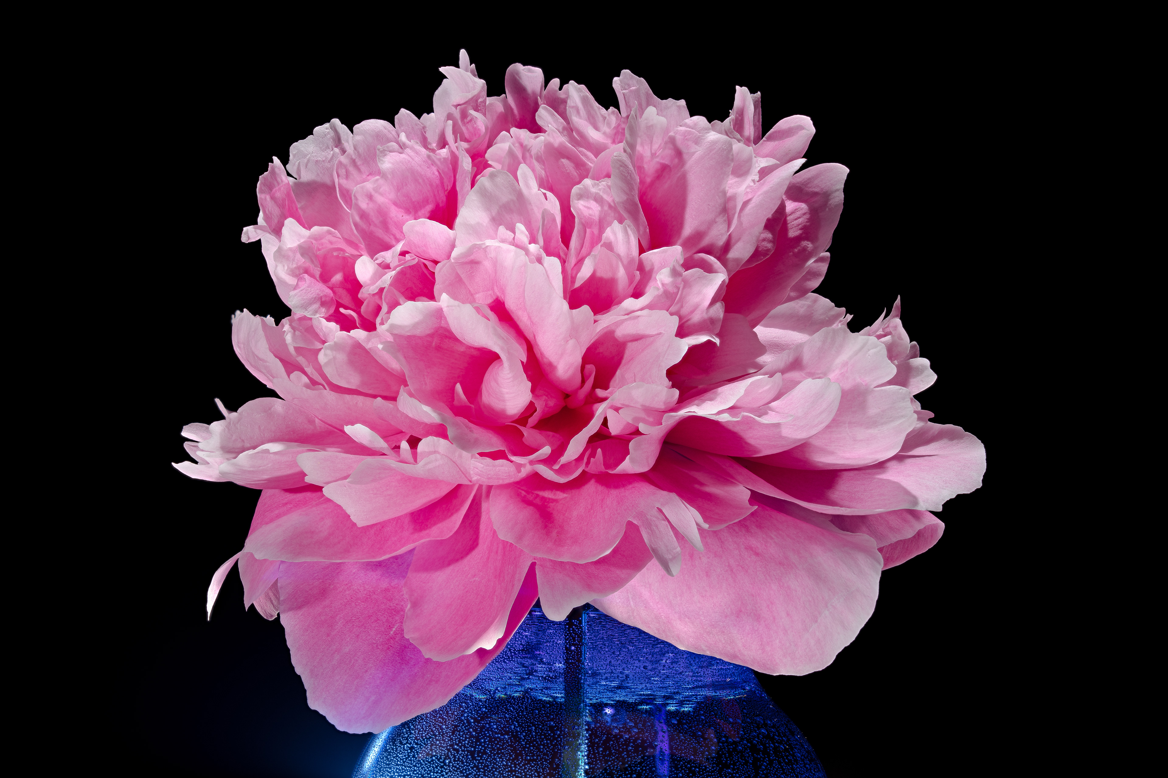 Flora 154103