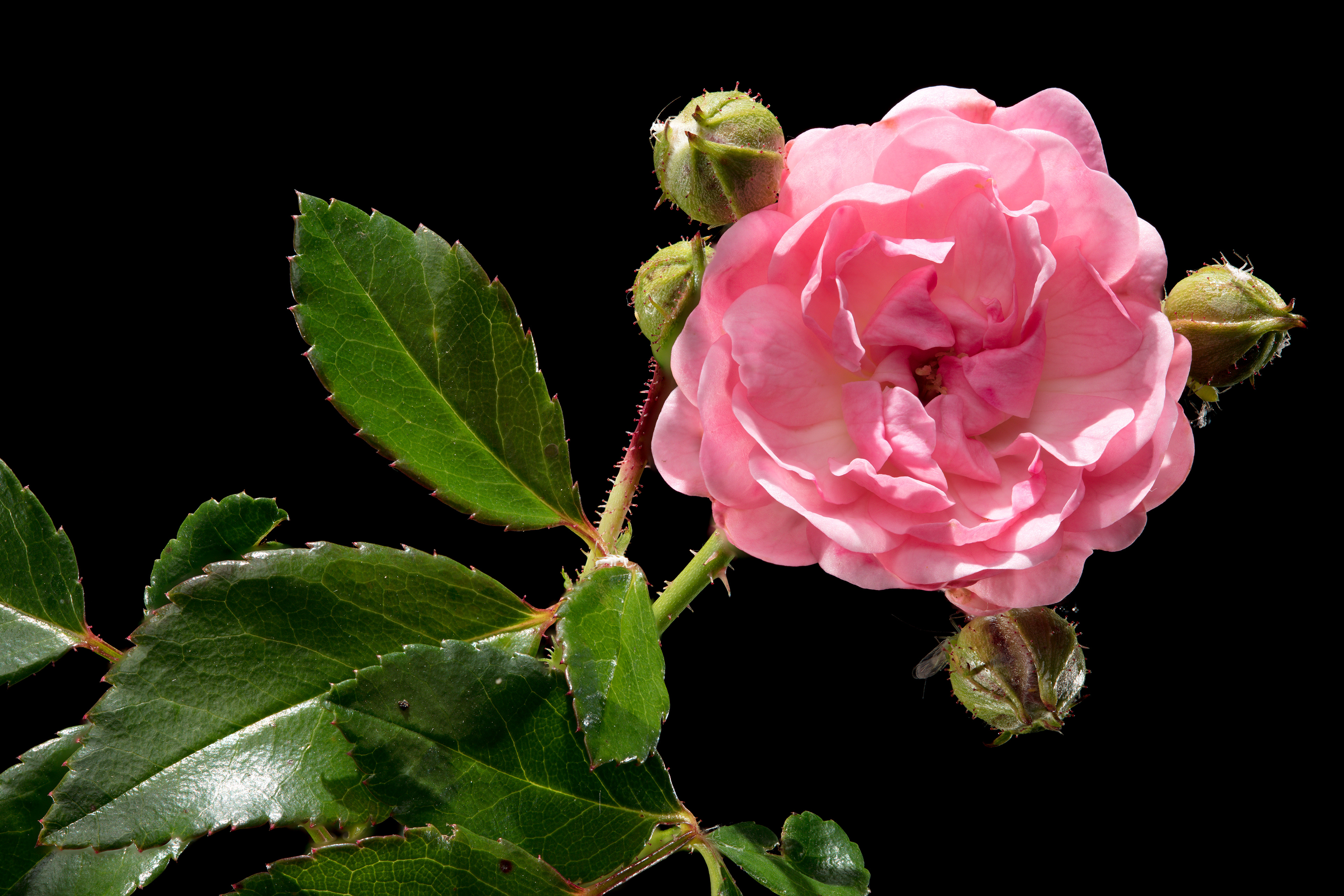 Flora 132634