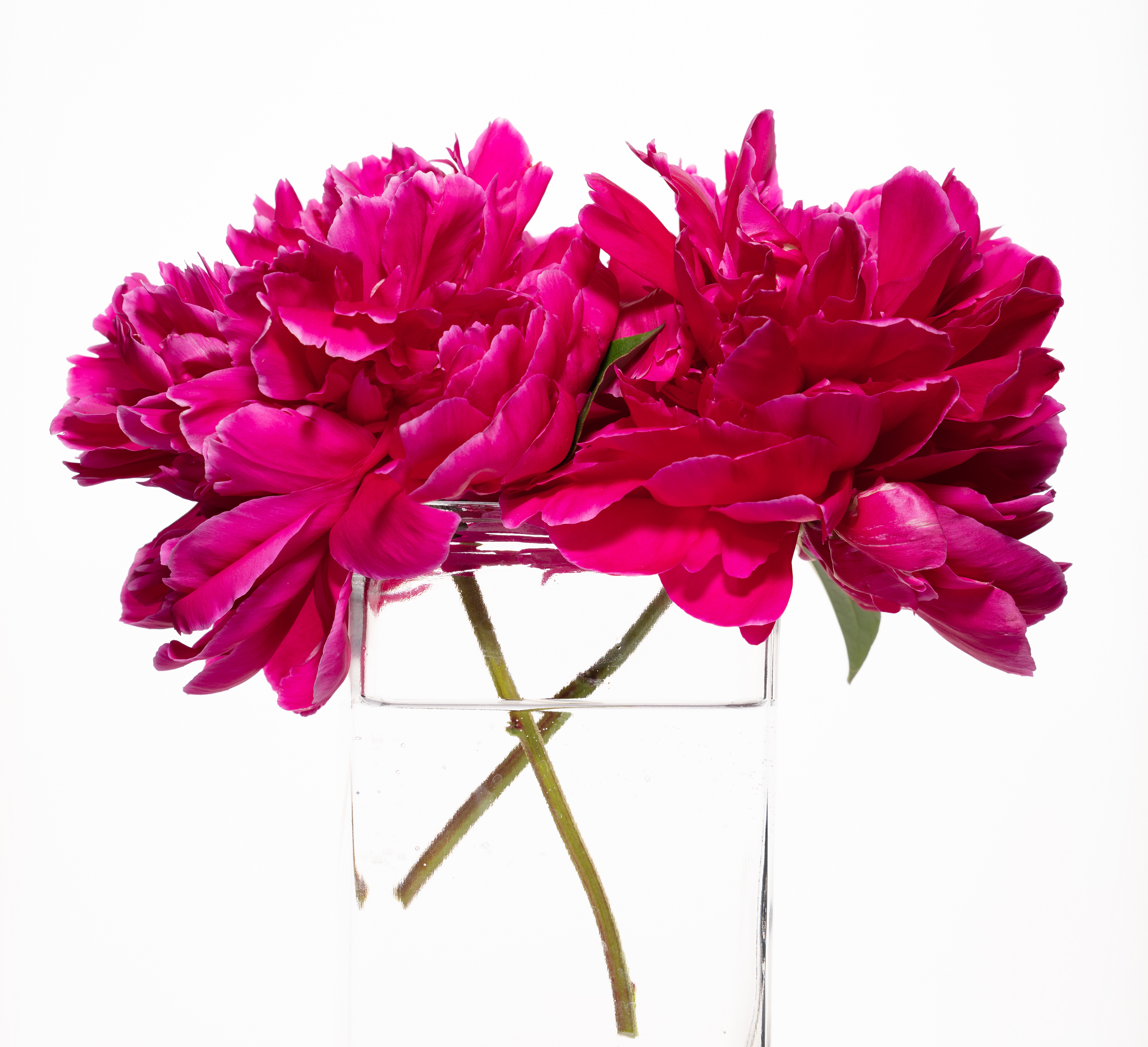 Flora 9826