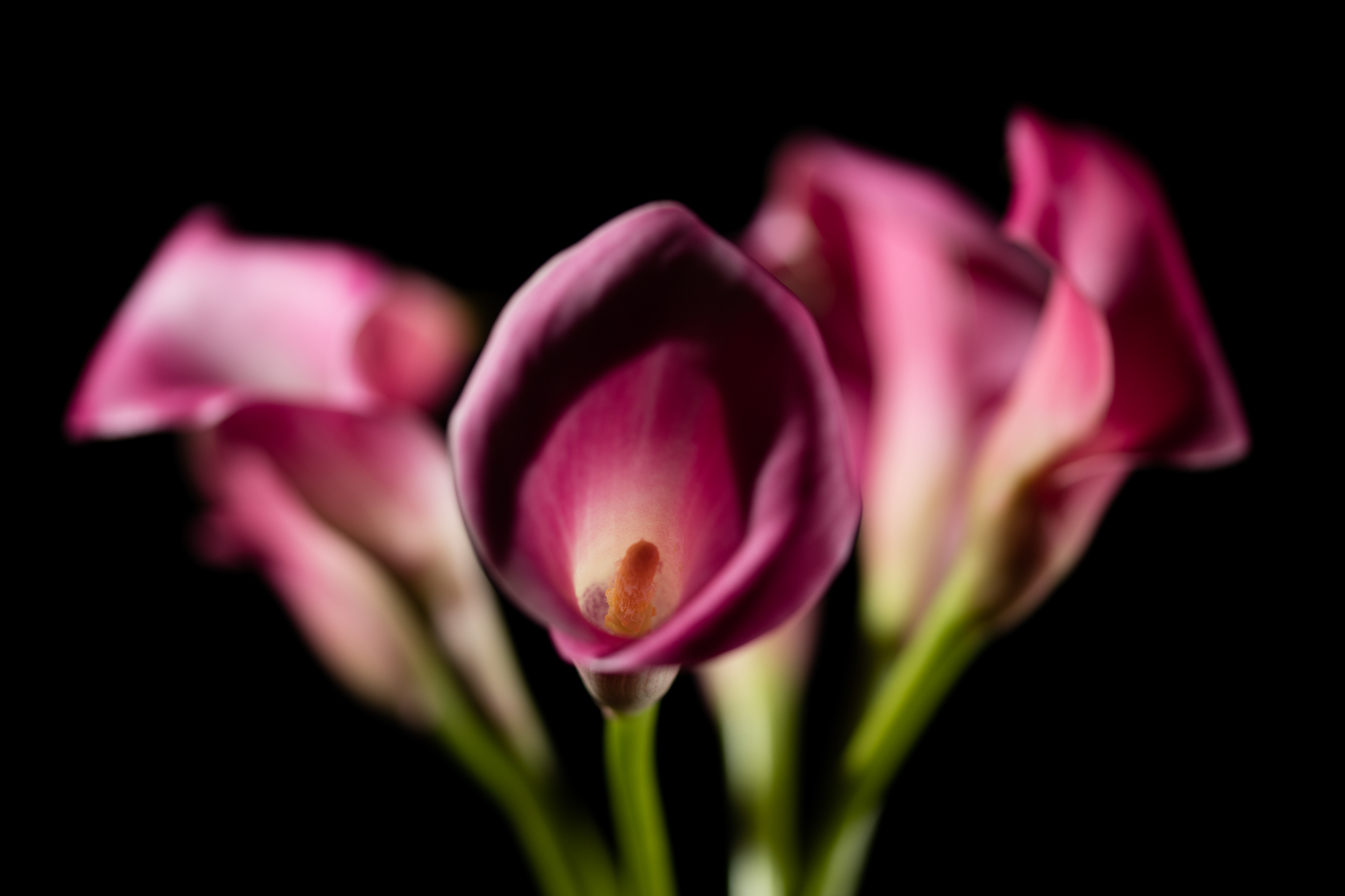 Flora 0E5A0284