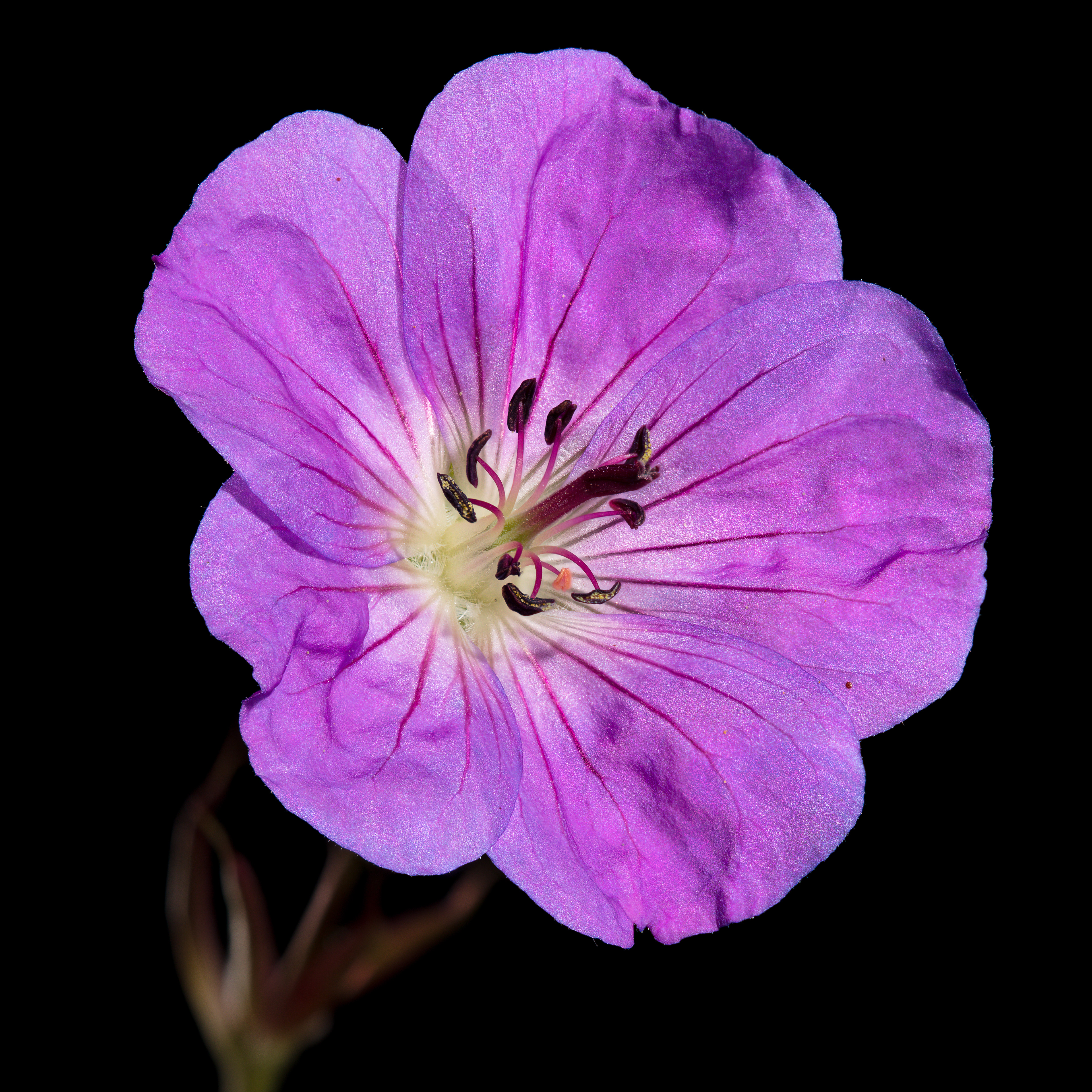 Flora 160832