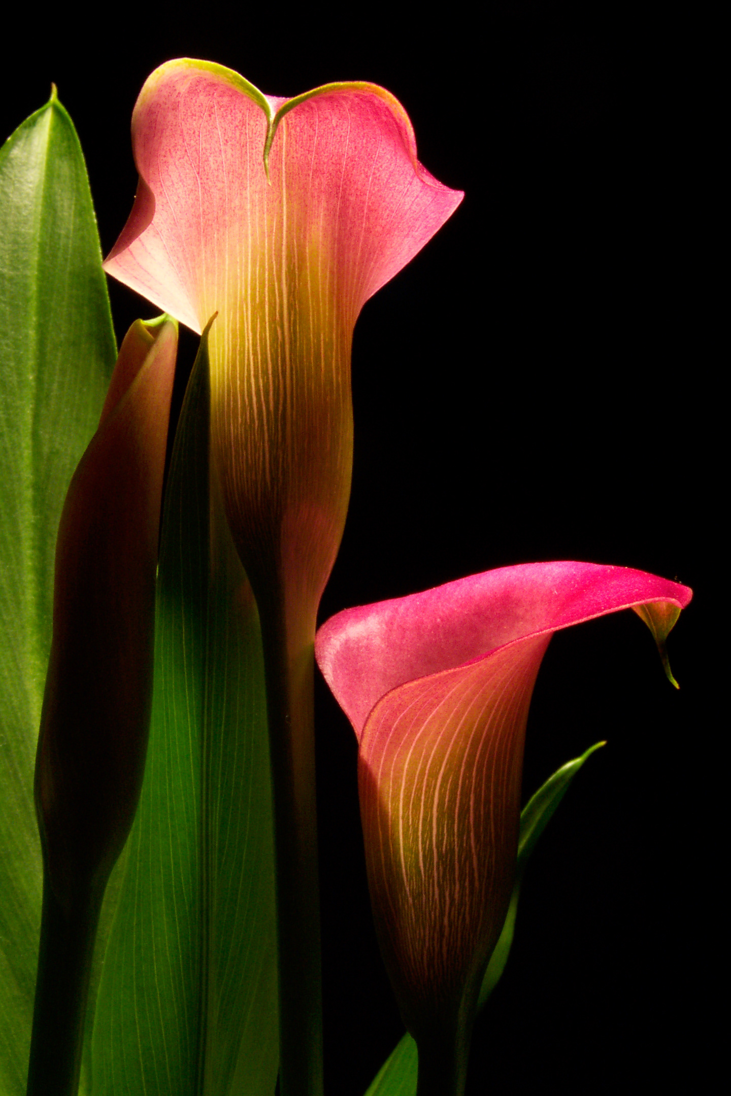 Flora 3009