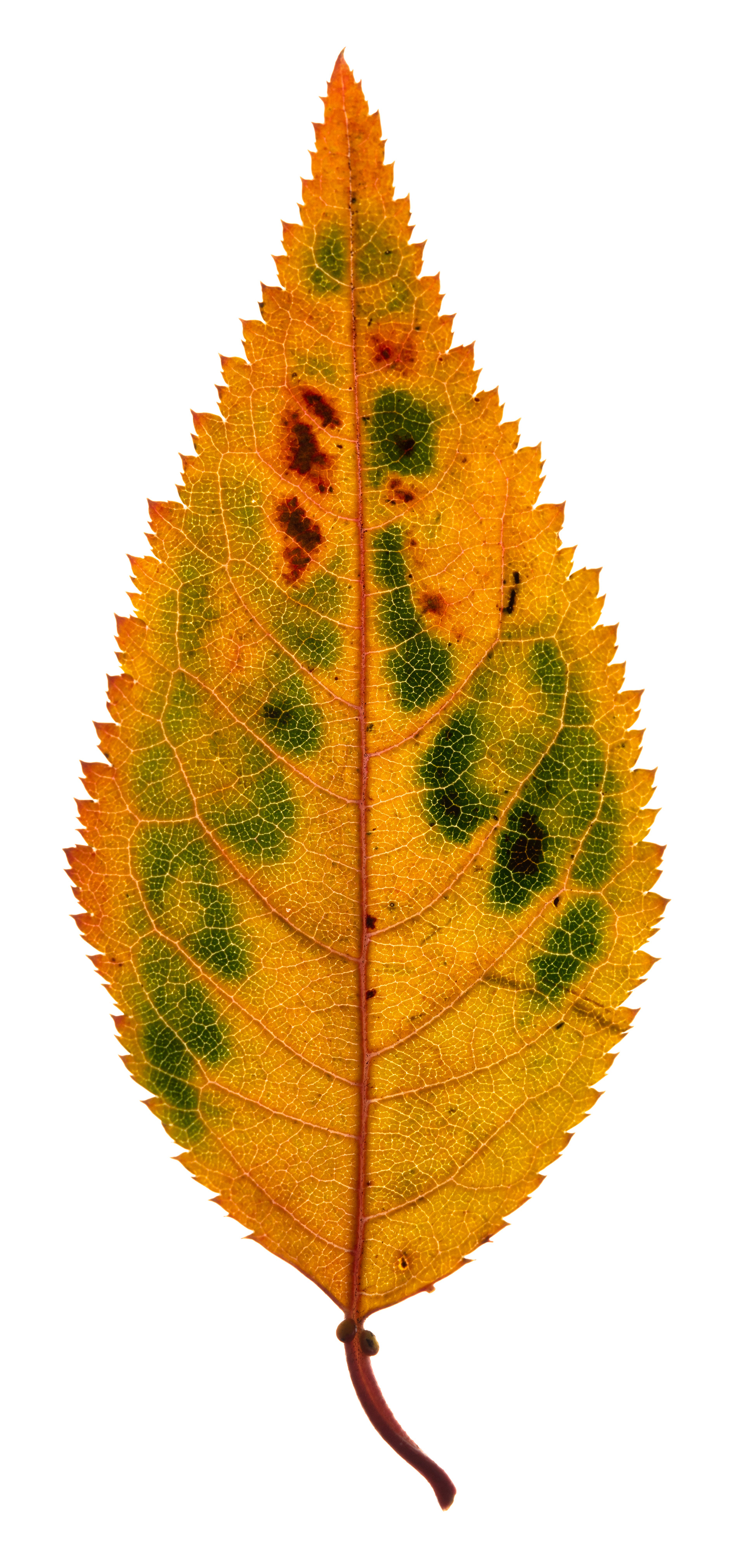 Flora 9949