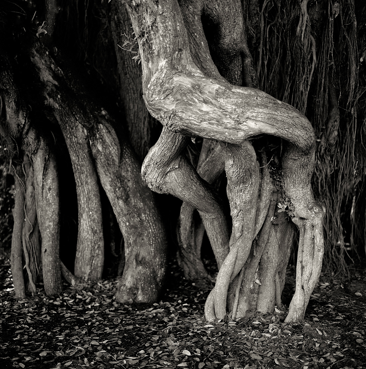 Banyan Roots