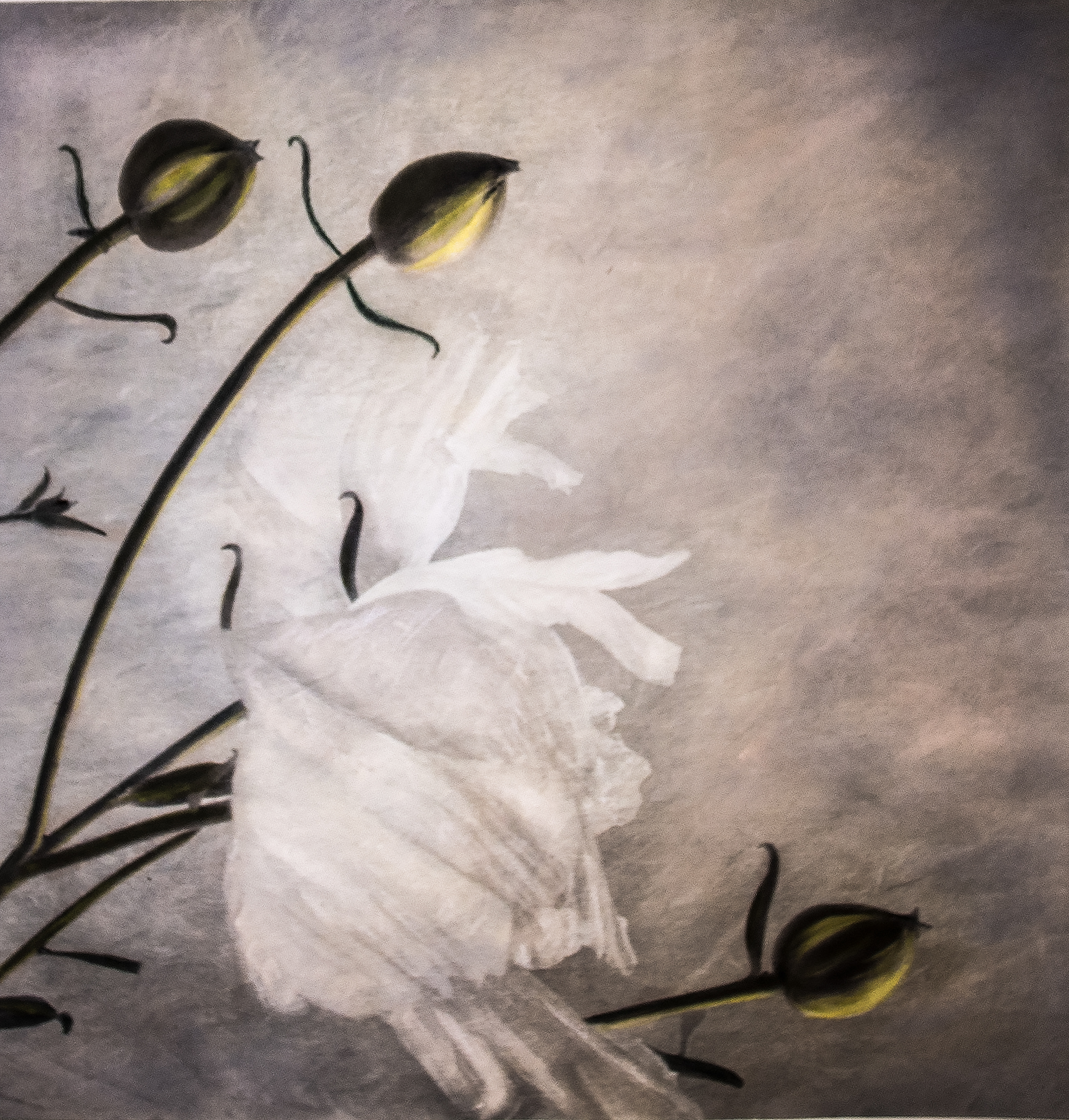 Matijilla Poppy  SOLD