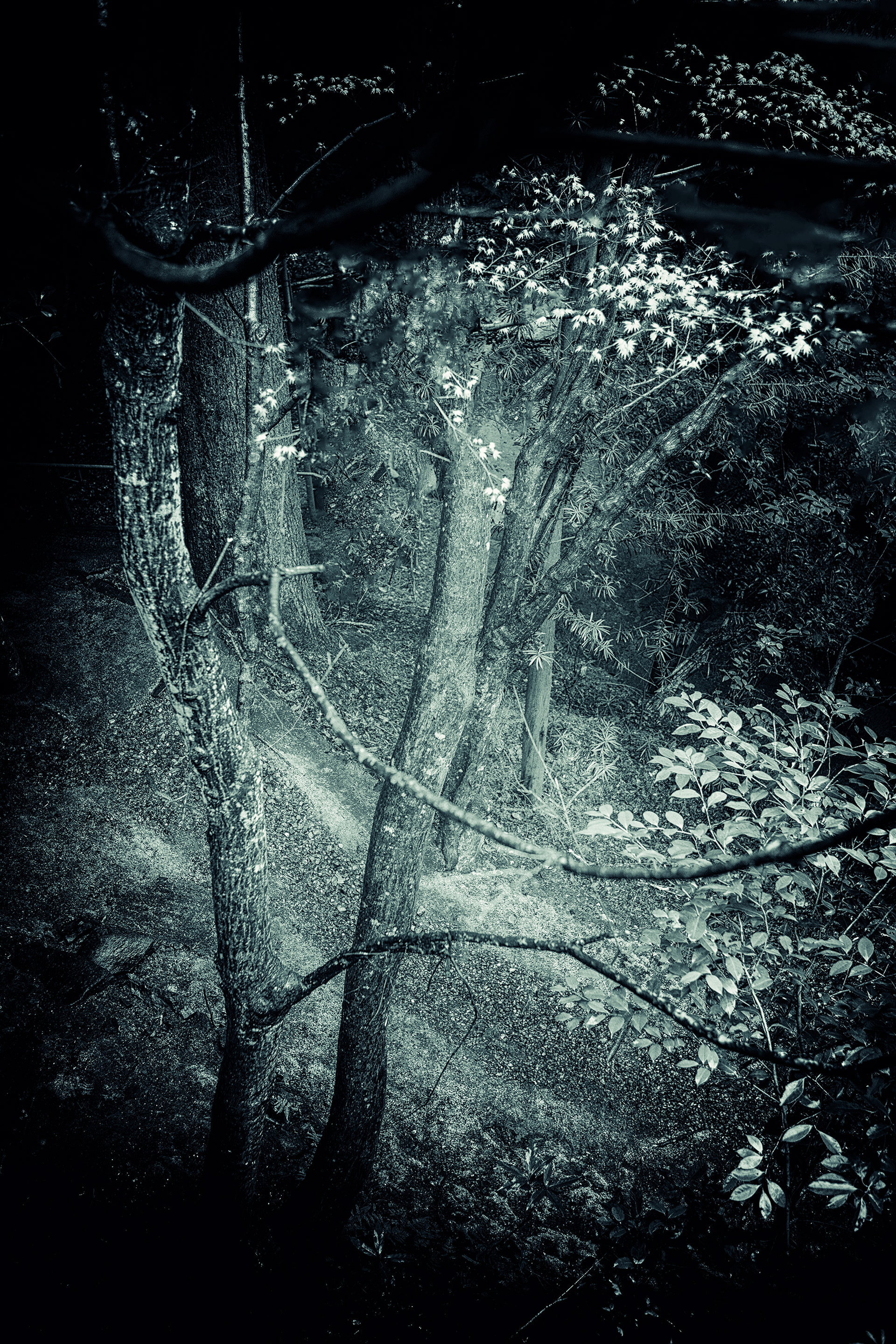 Forest, Wazuka Japan  SOLD