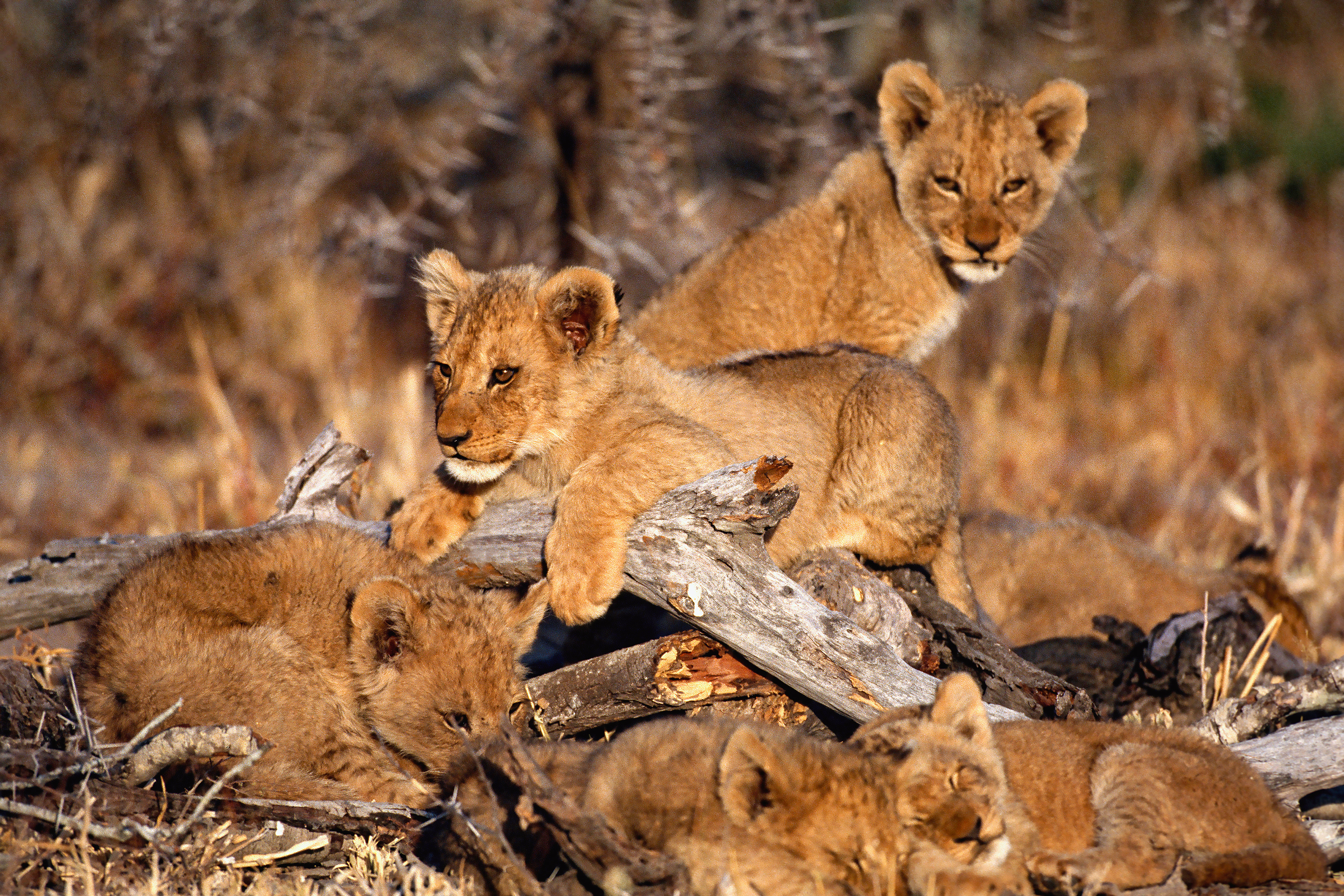 South Africa