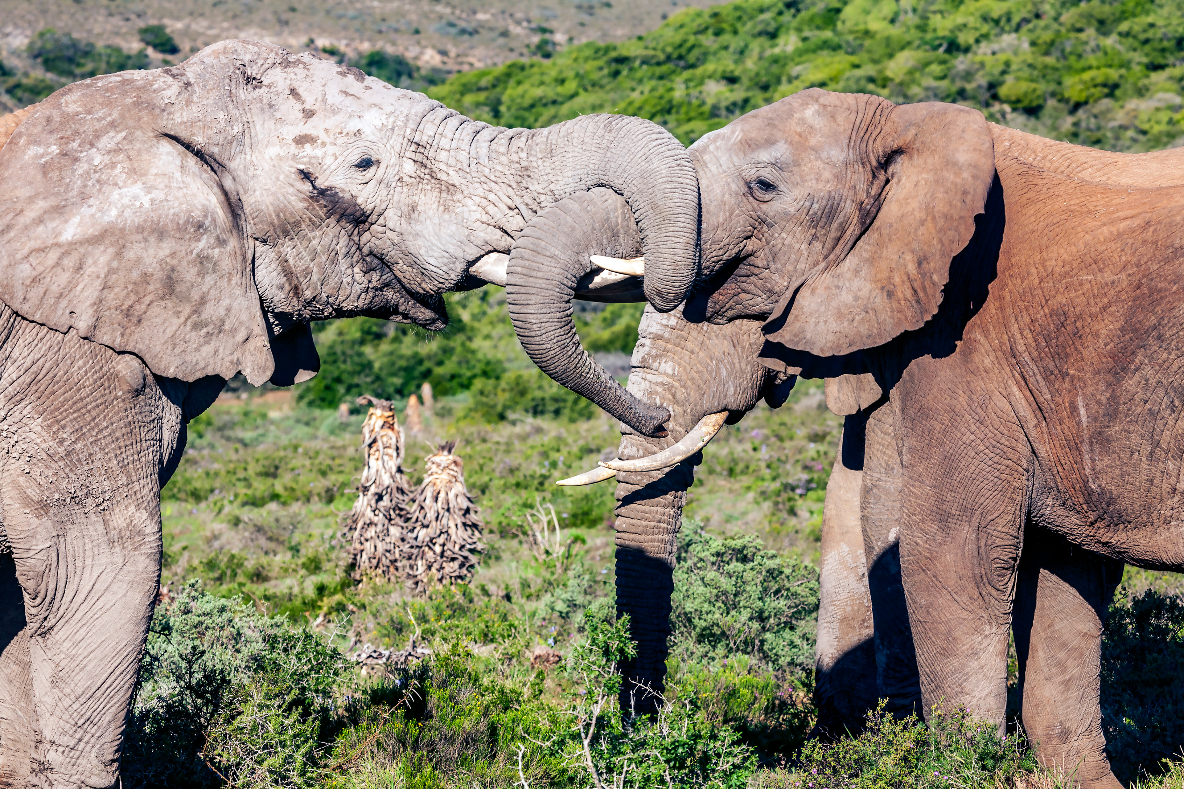 South Africa