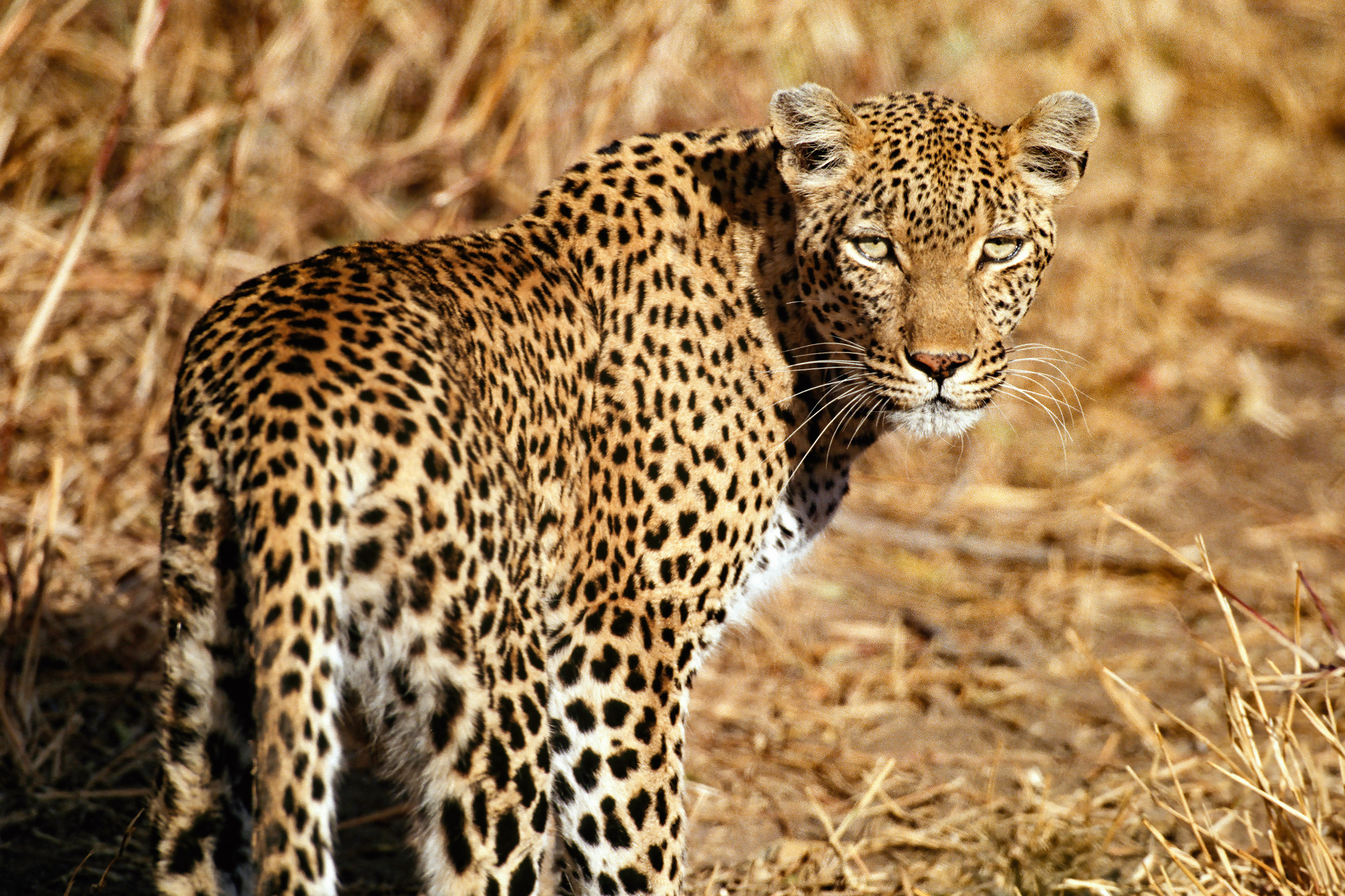 South Africa