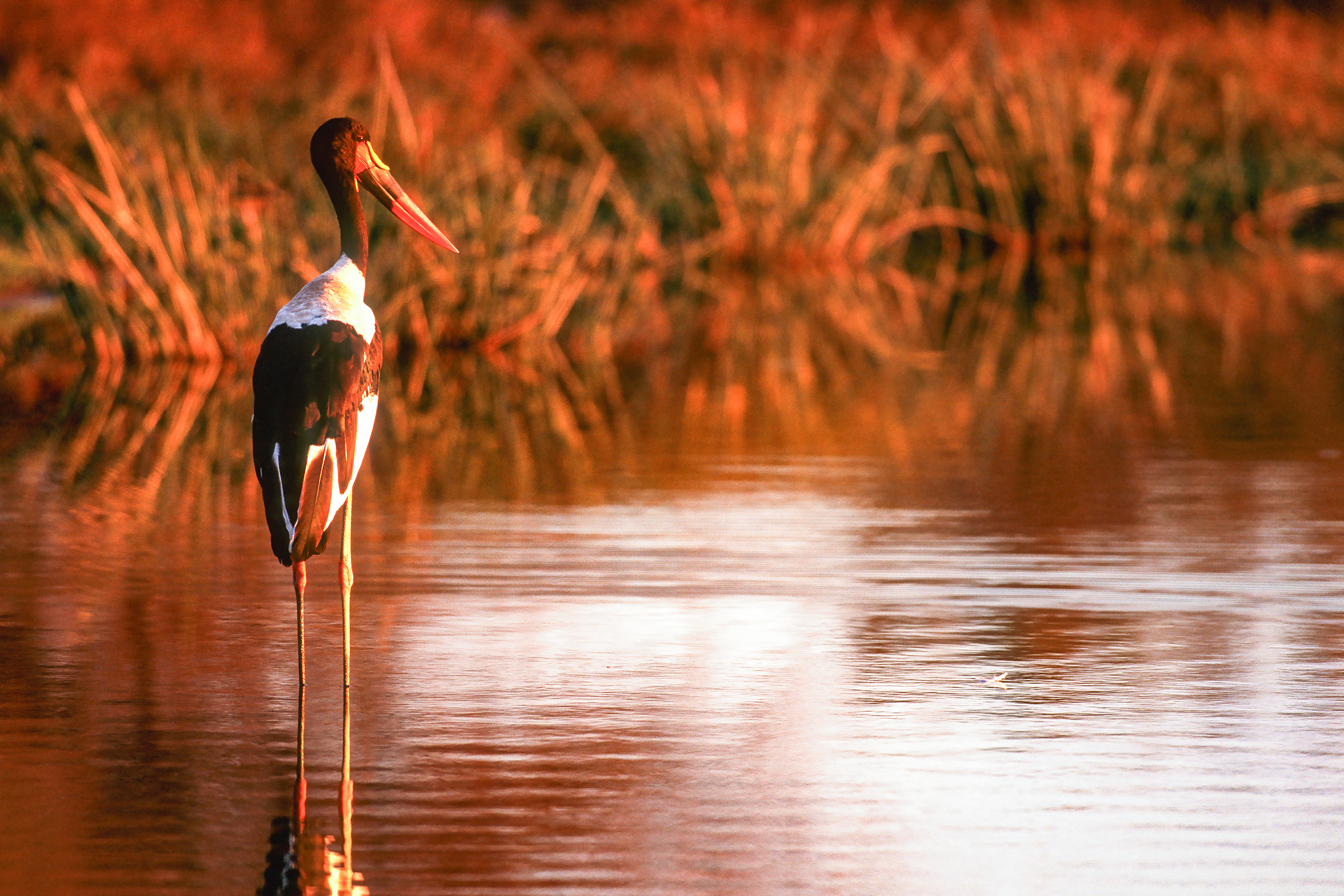 South Africa
