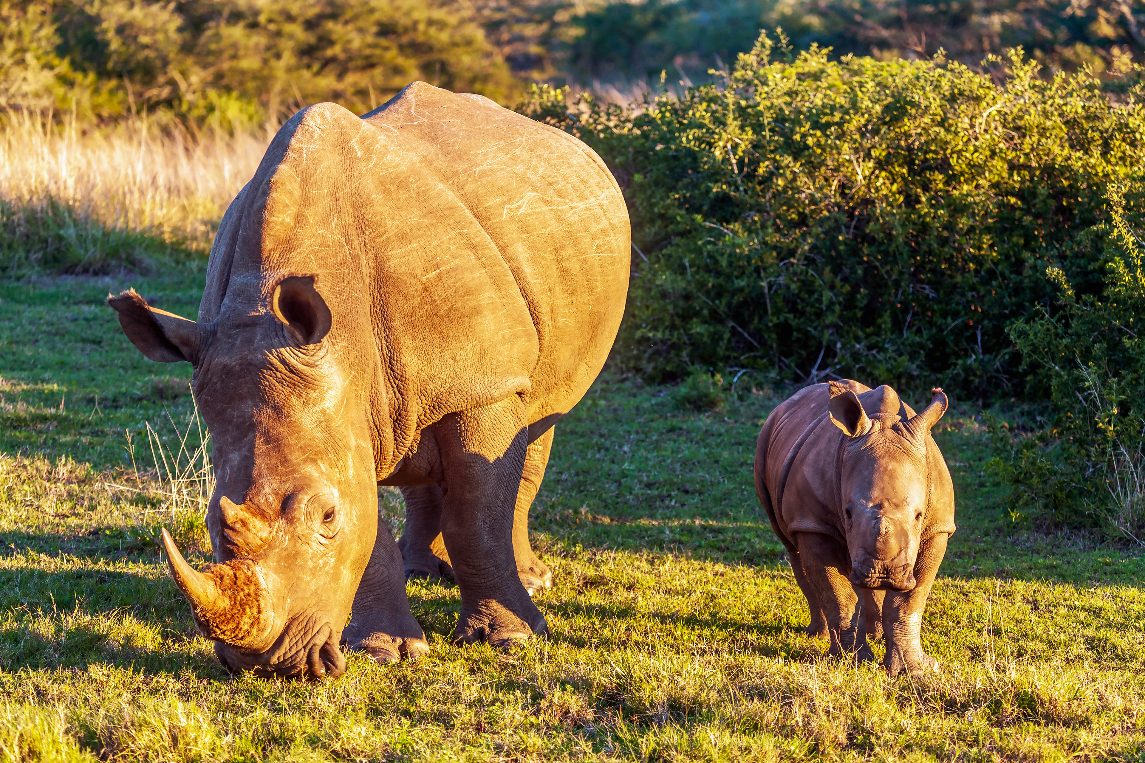 South Africa