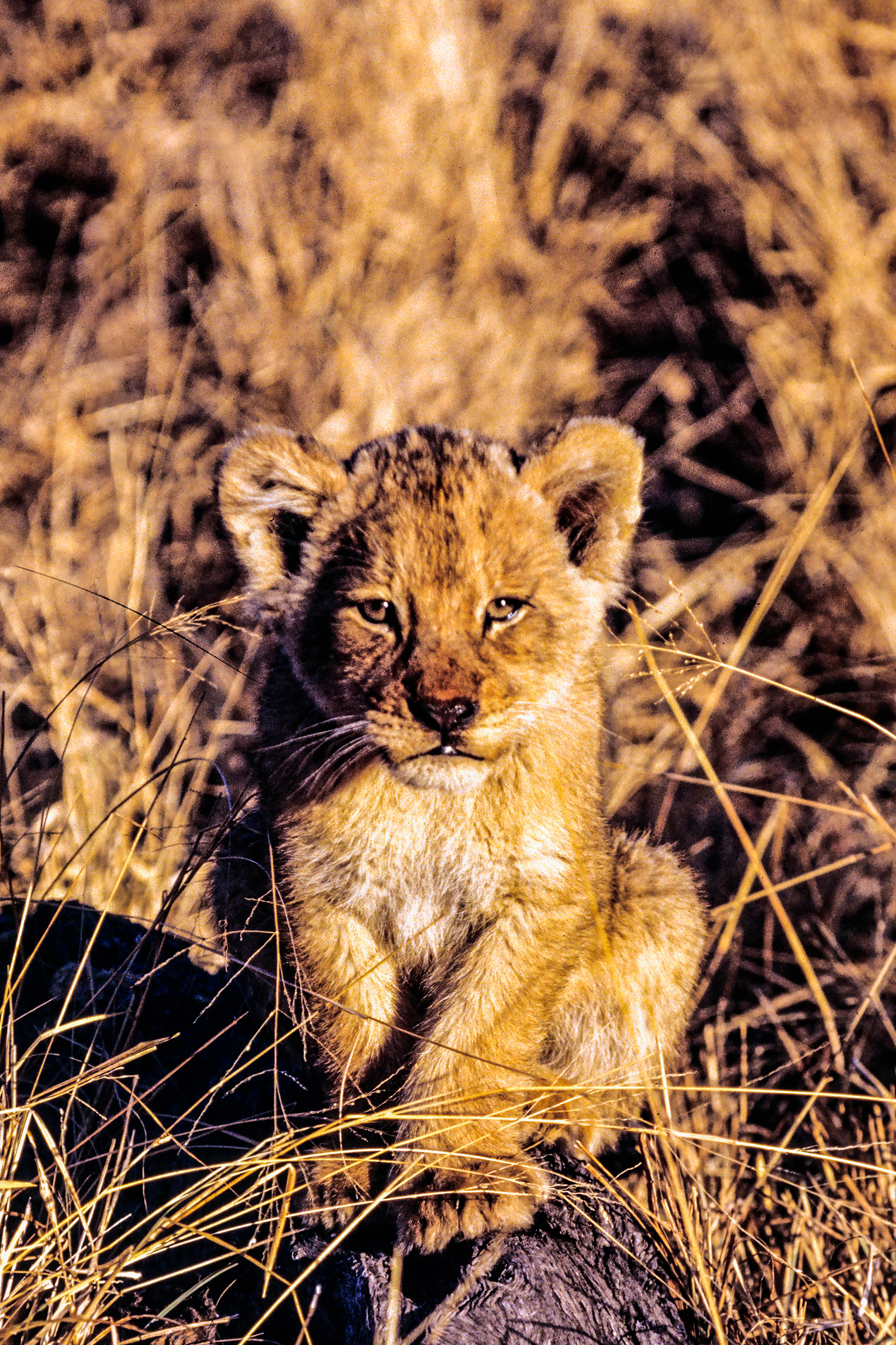 South Africa