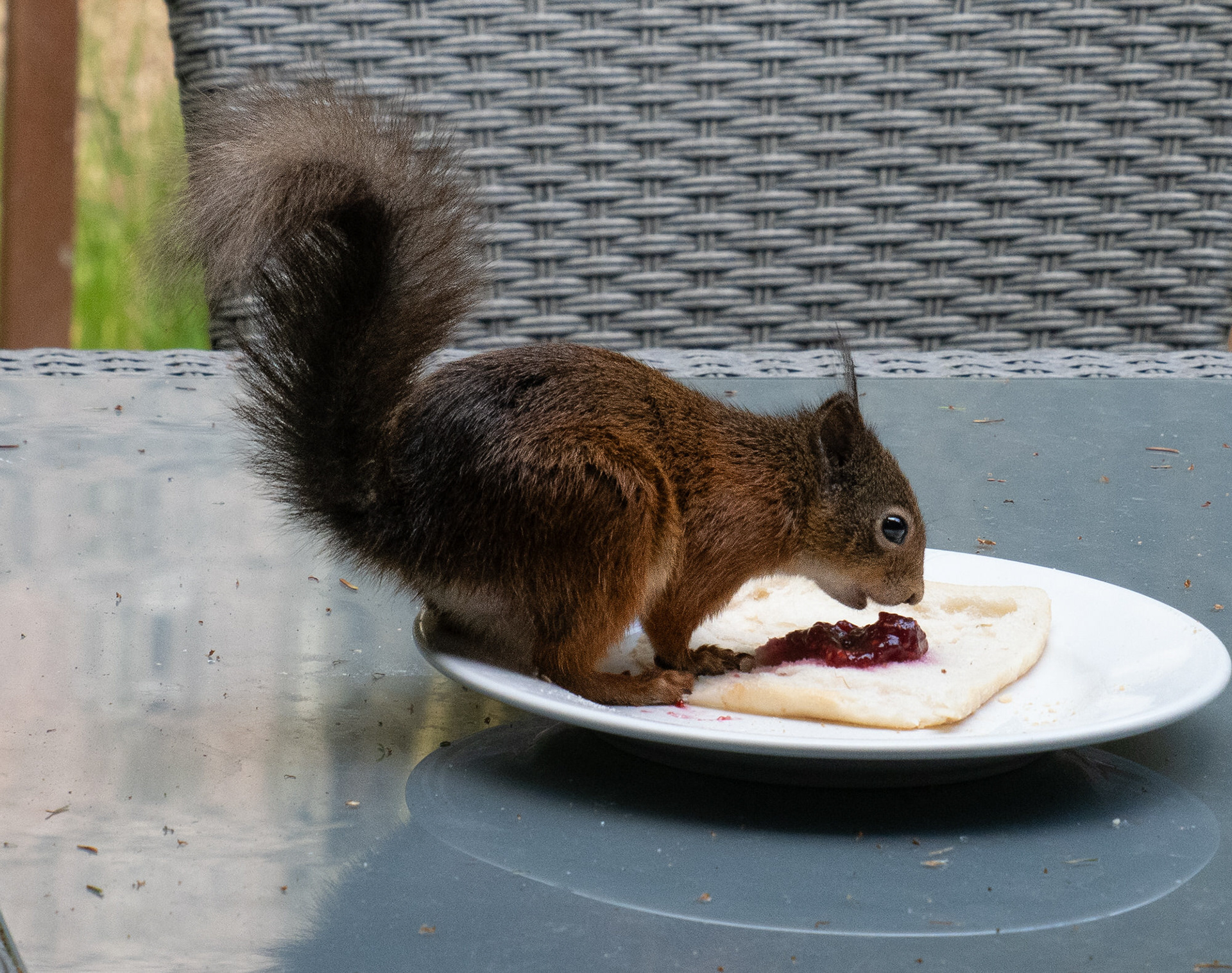 Red Squirrel