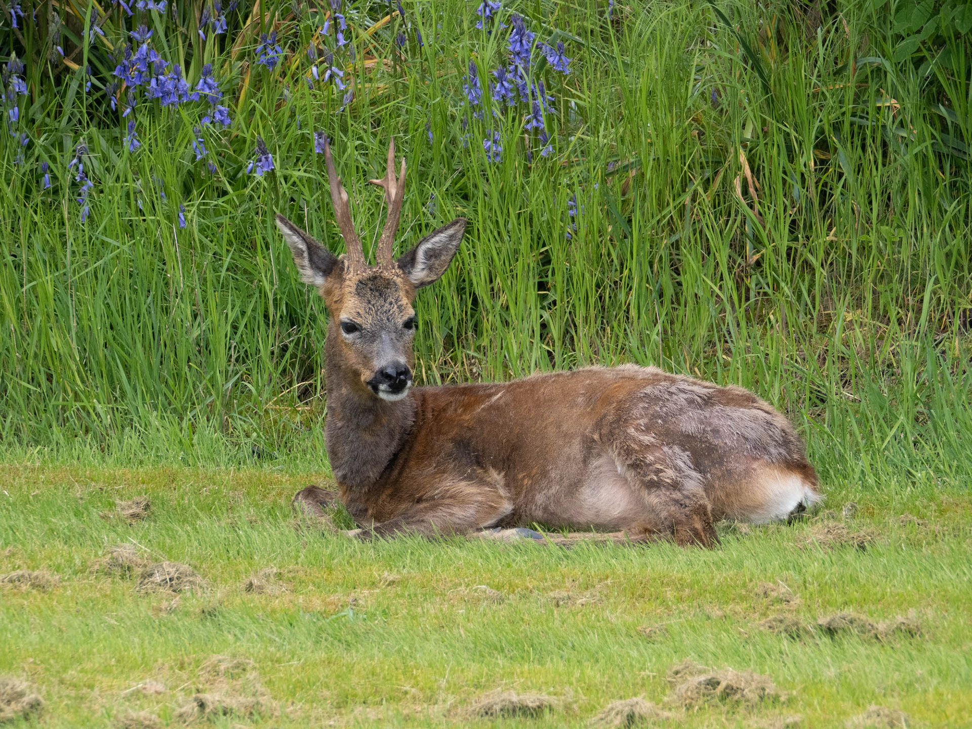 Roe Deer