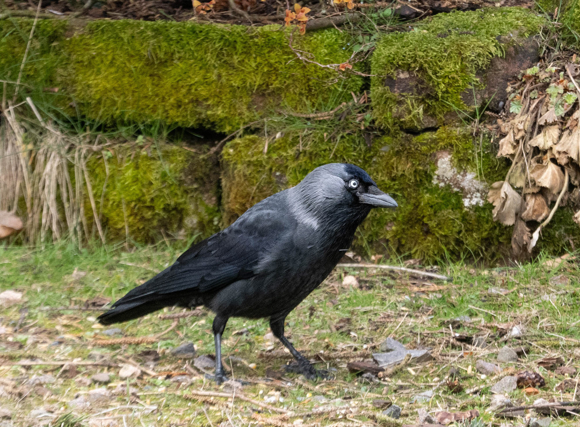Jackdaw