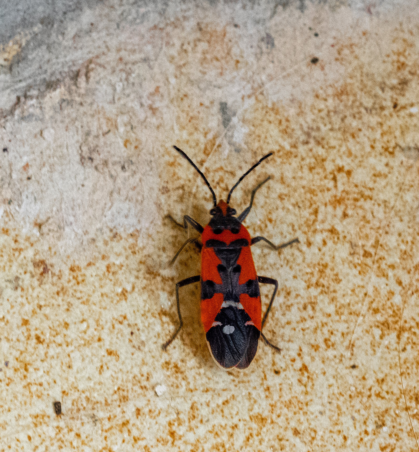 Black and Red Bug (Lygaeus equestris)