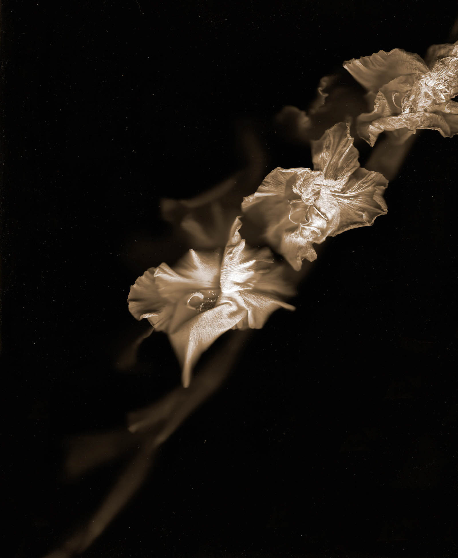 Gladioli scanography
