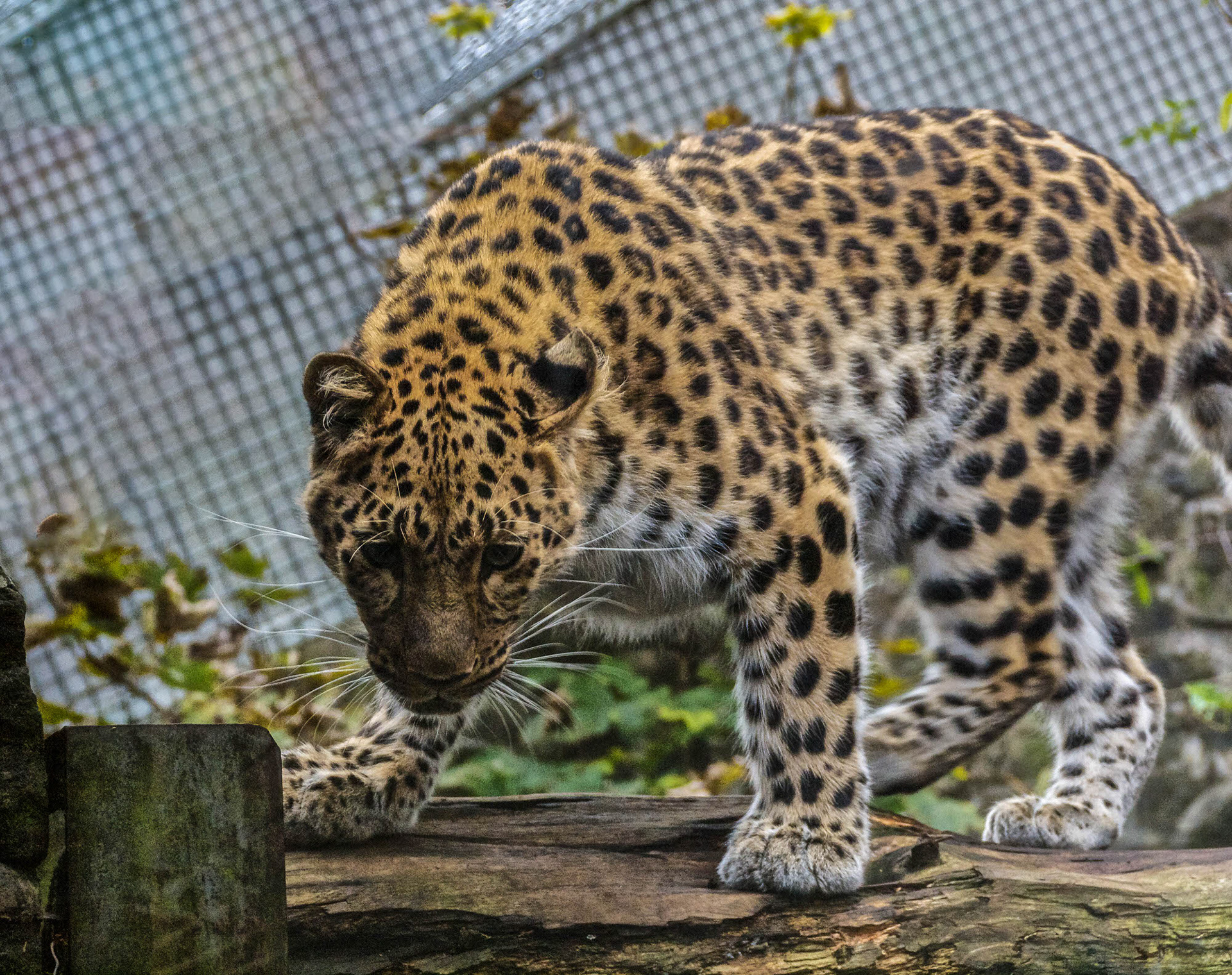 Amur Leopard