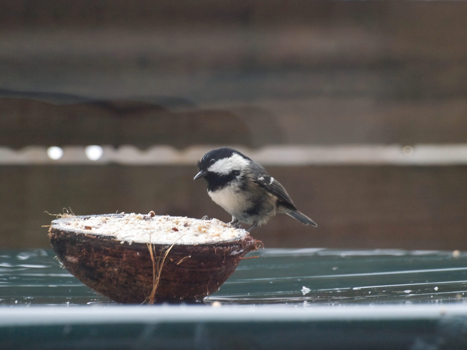 Coal tit