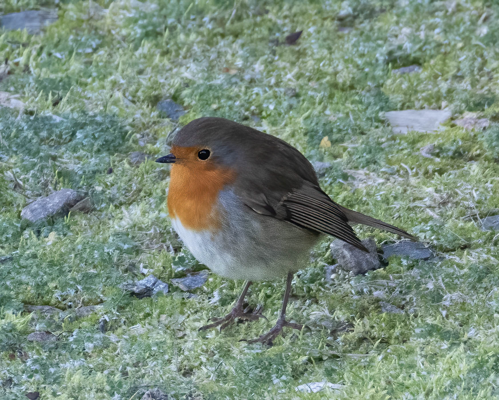Robin