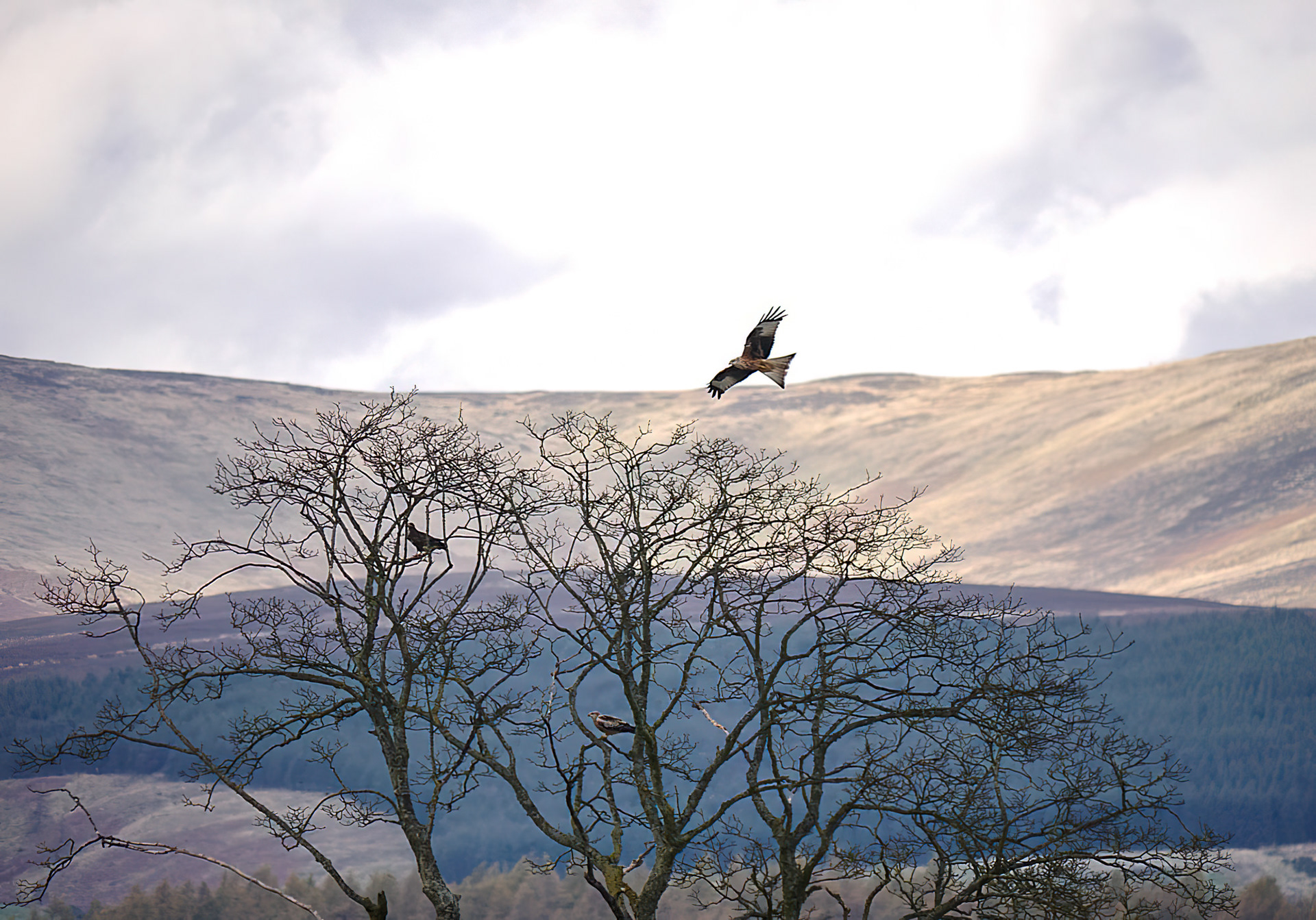 Red Kite