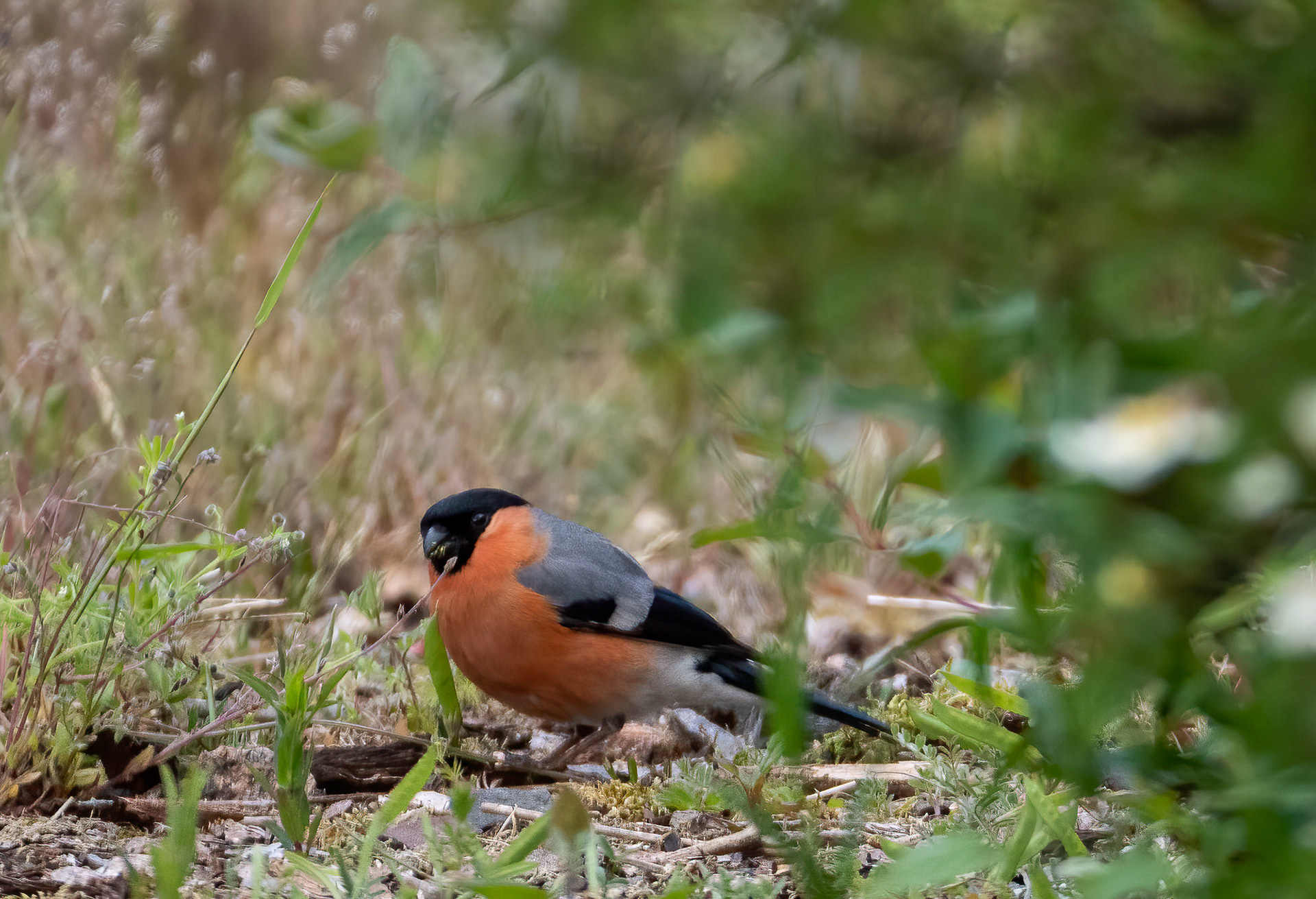 Bullfinch