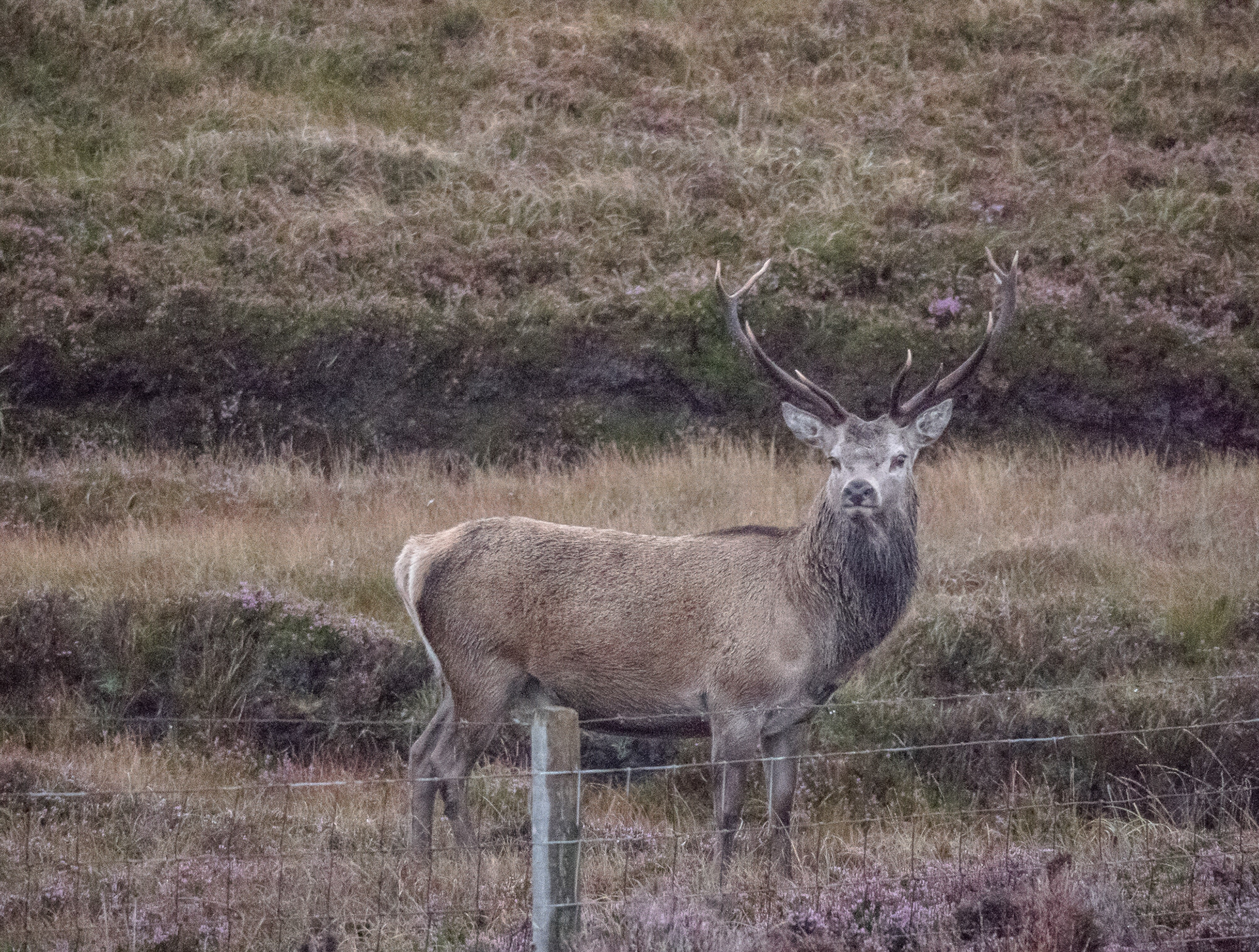 Red deer stag at An Taigh Boighreach, Portain, North Uist