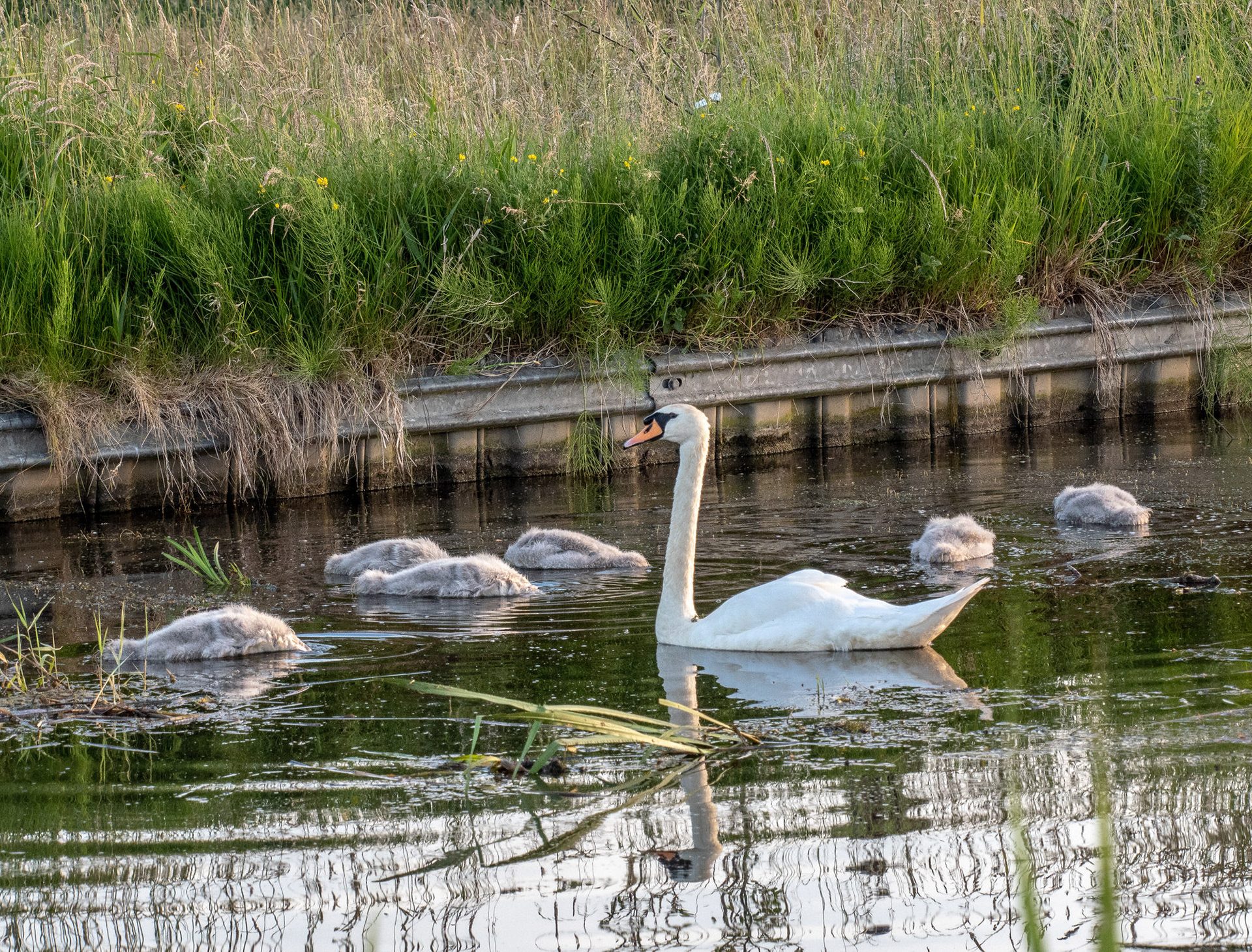 Mute Swans
