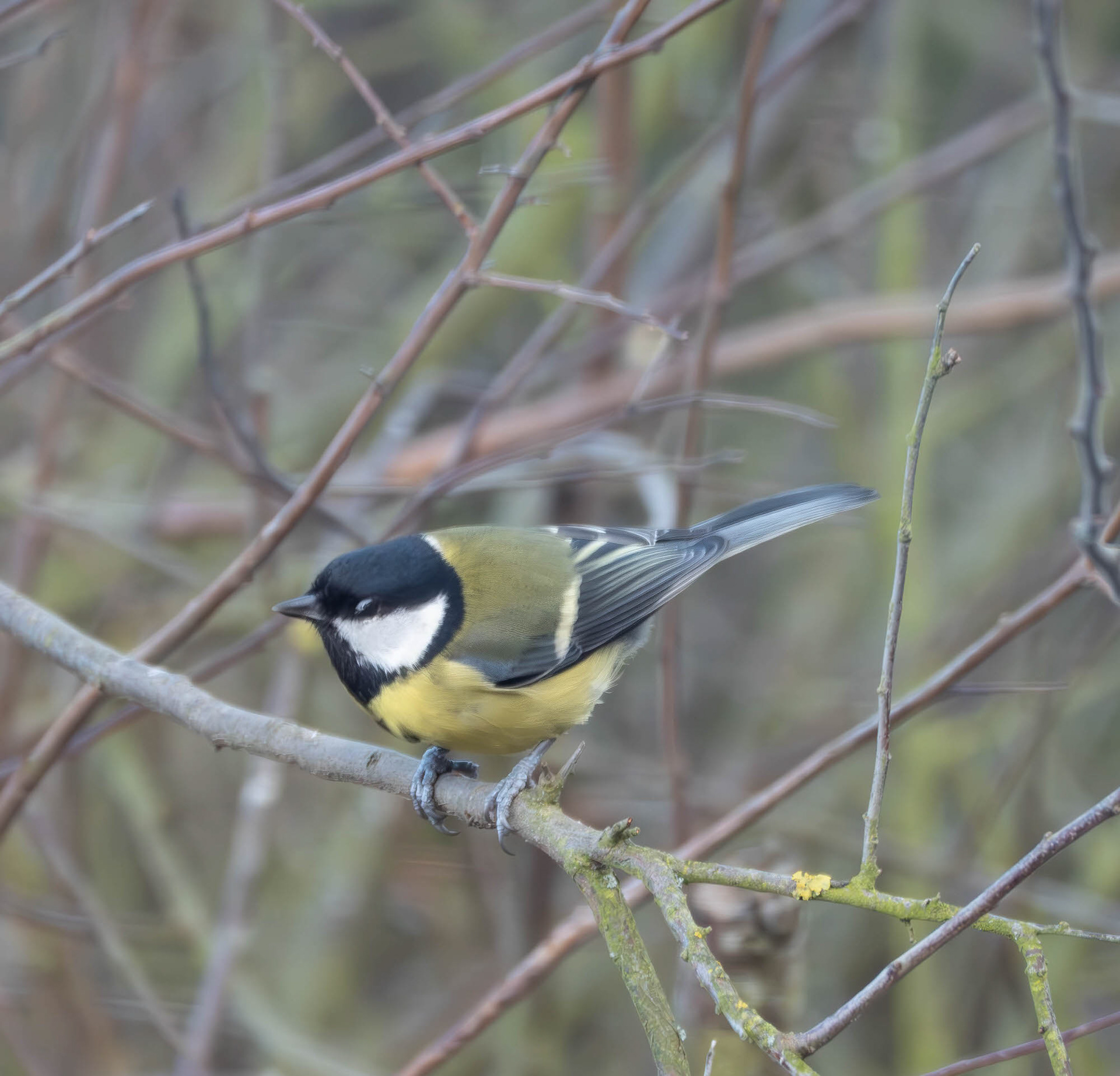 Great Tit (through window)