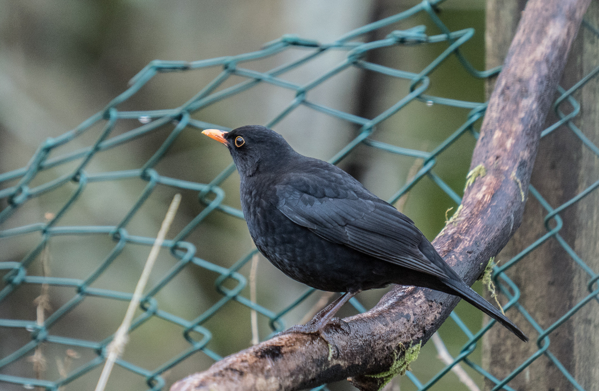 Male Blackbird