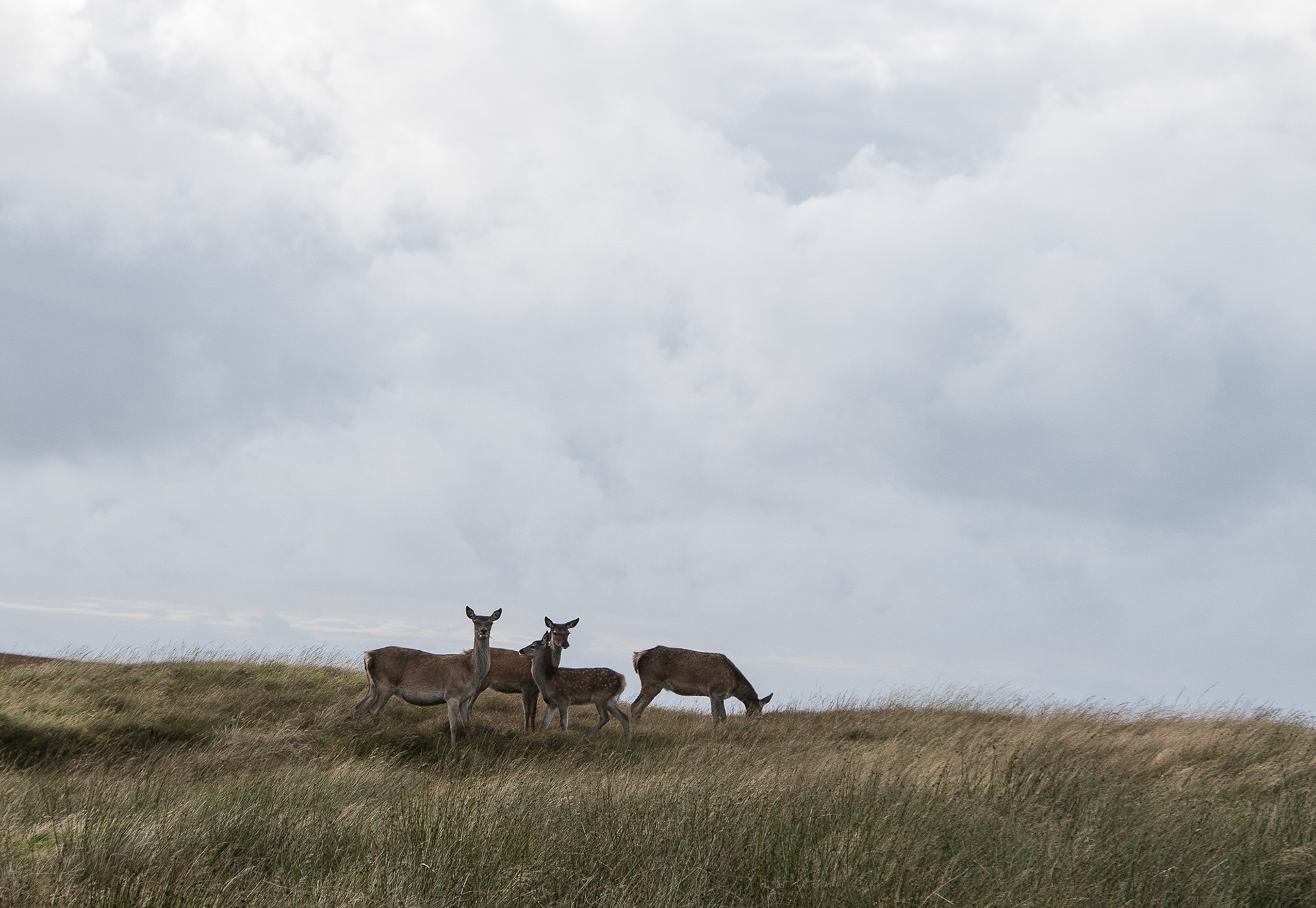 Red deer, An Taigh Boighreach, Portain, North Uist