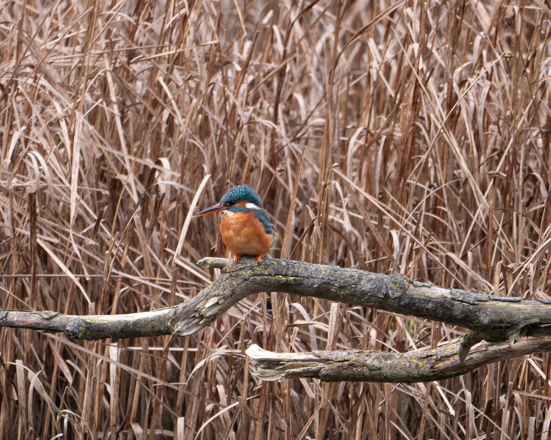 Kingfisher