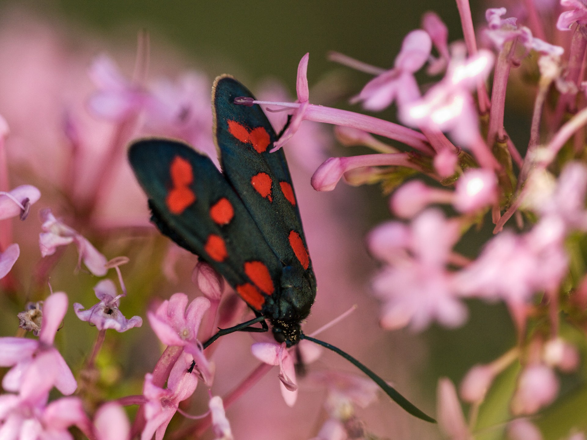 Six Spot Burnet