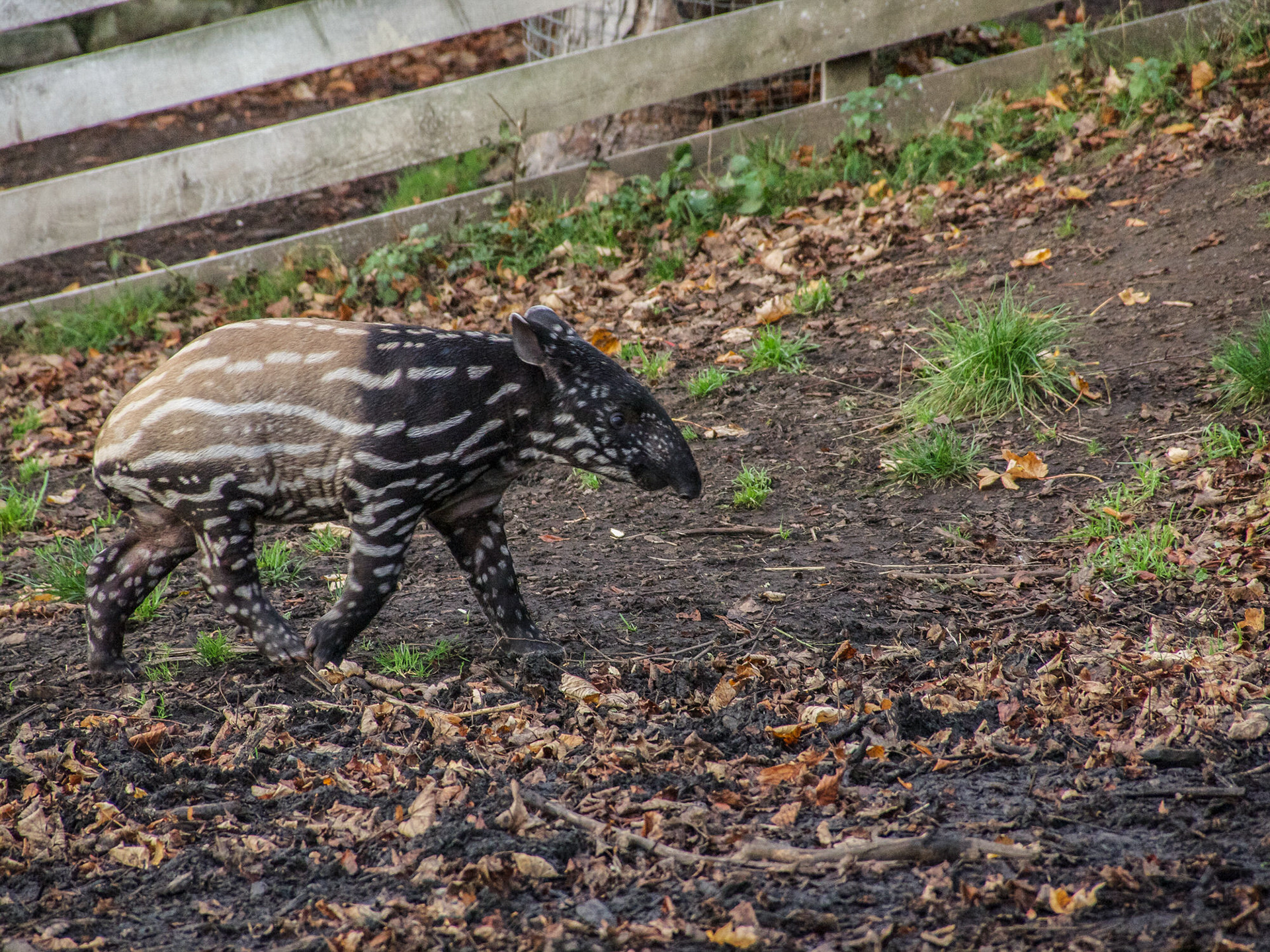 Baby Malaysian Tapir