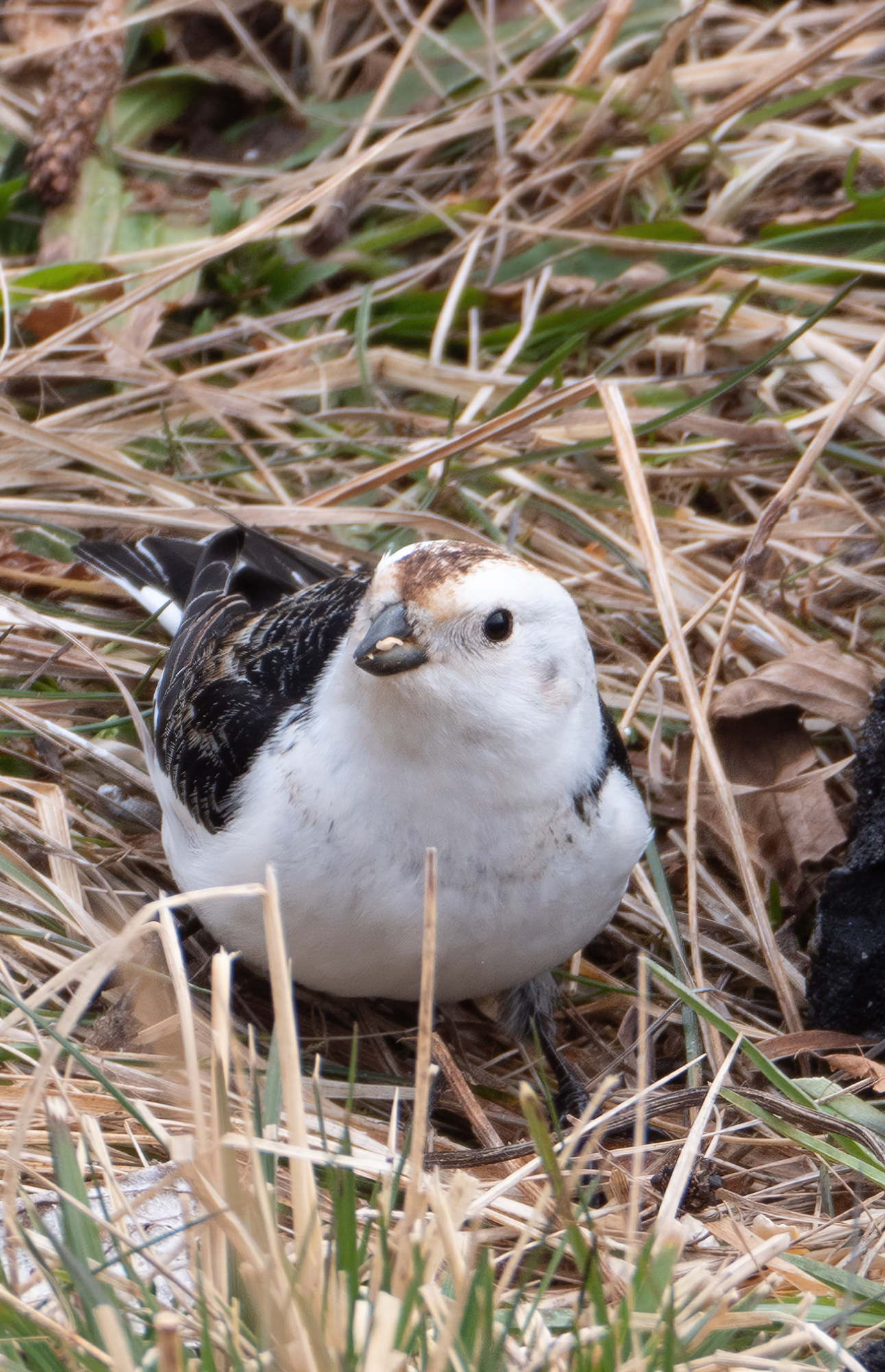 Snow Bunting